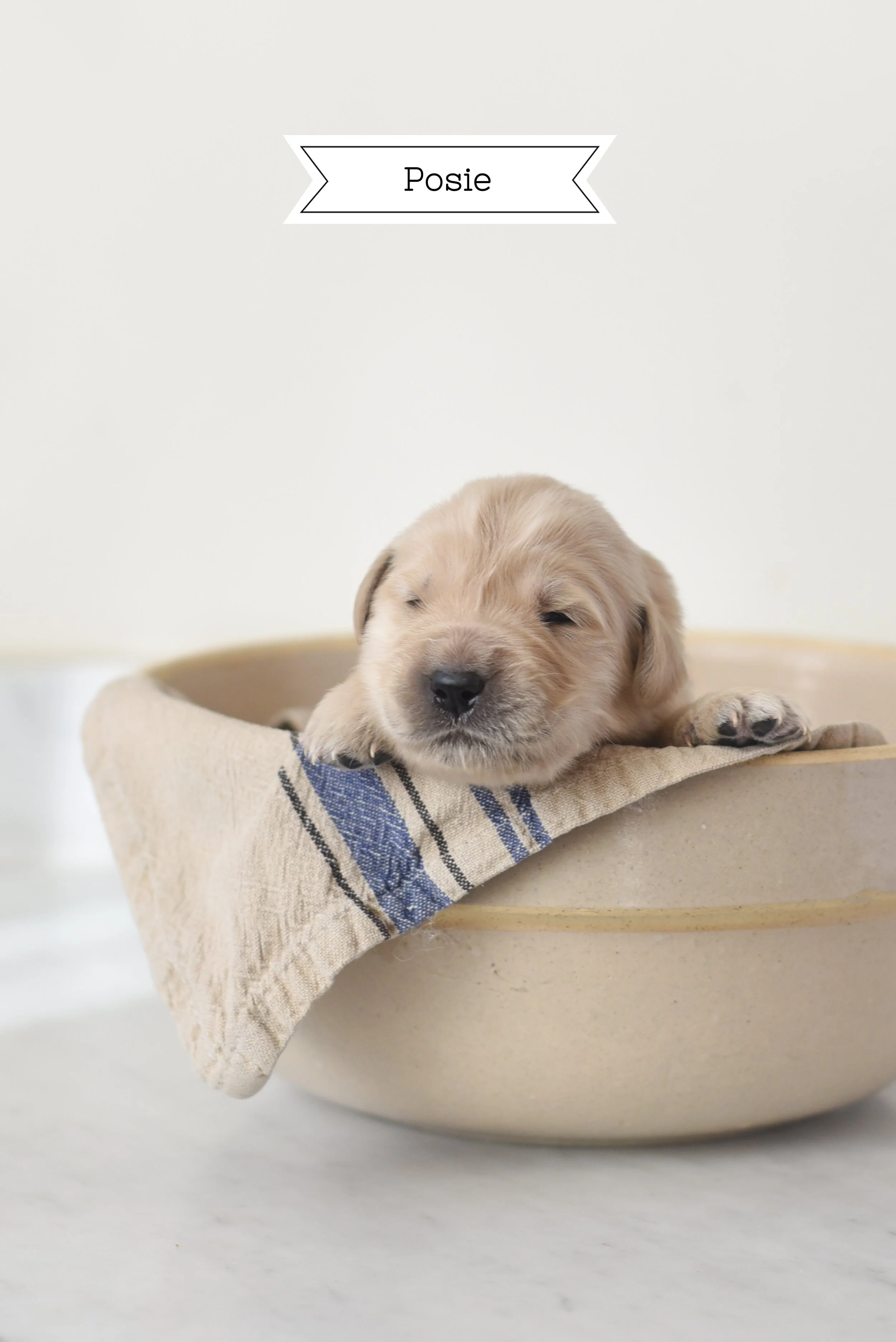 Posie_2weeks.jpg