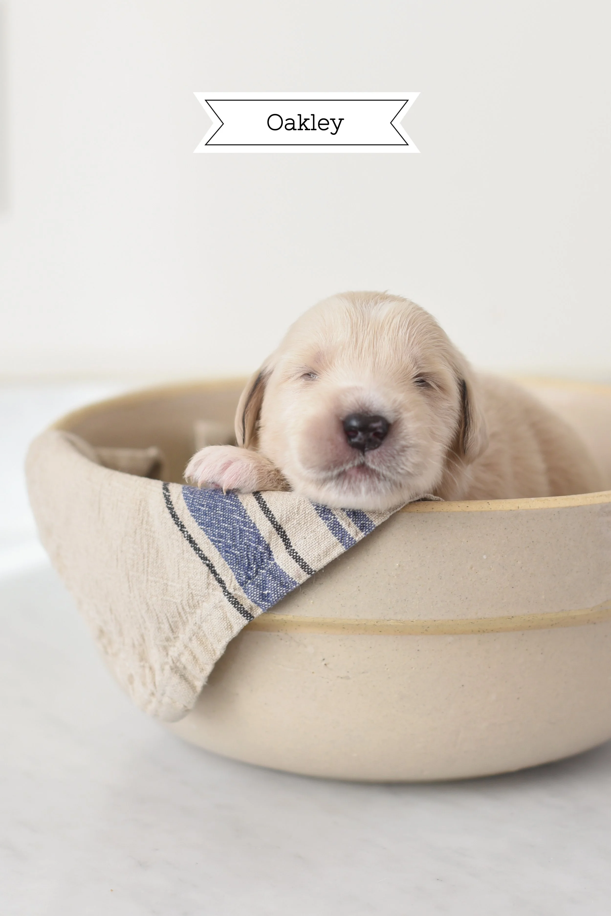 Oakley - Male