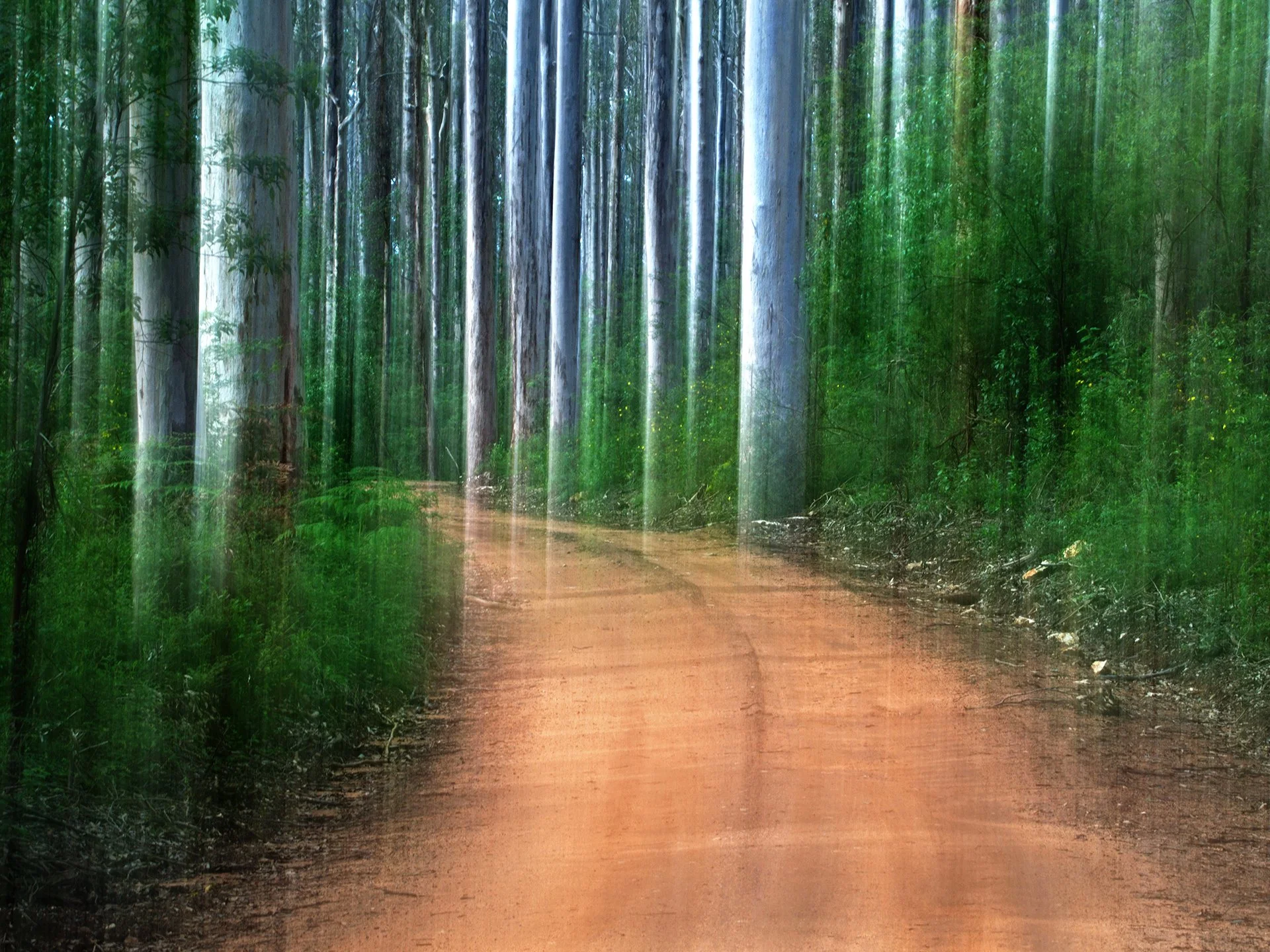 My Forrest Journey TS 19.jpg