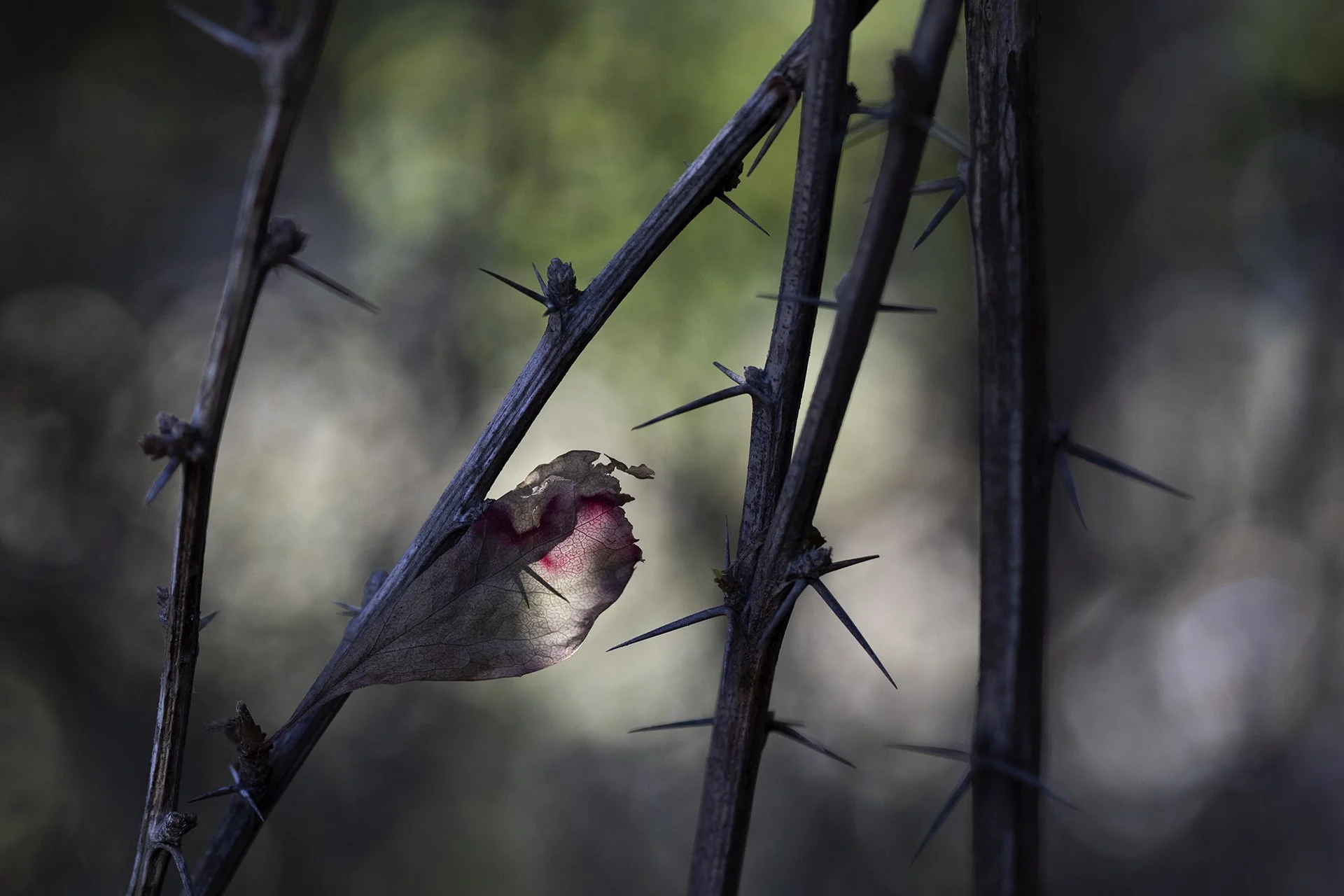 cs wgn Solitary 19.jpg