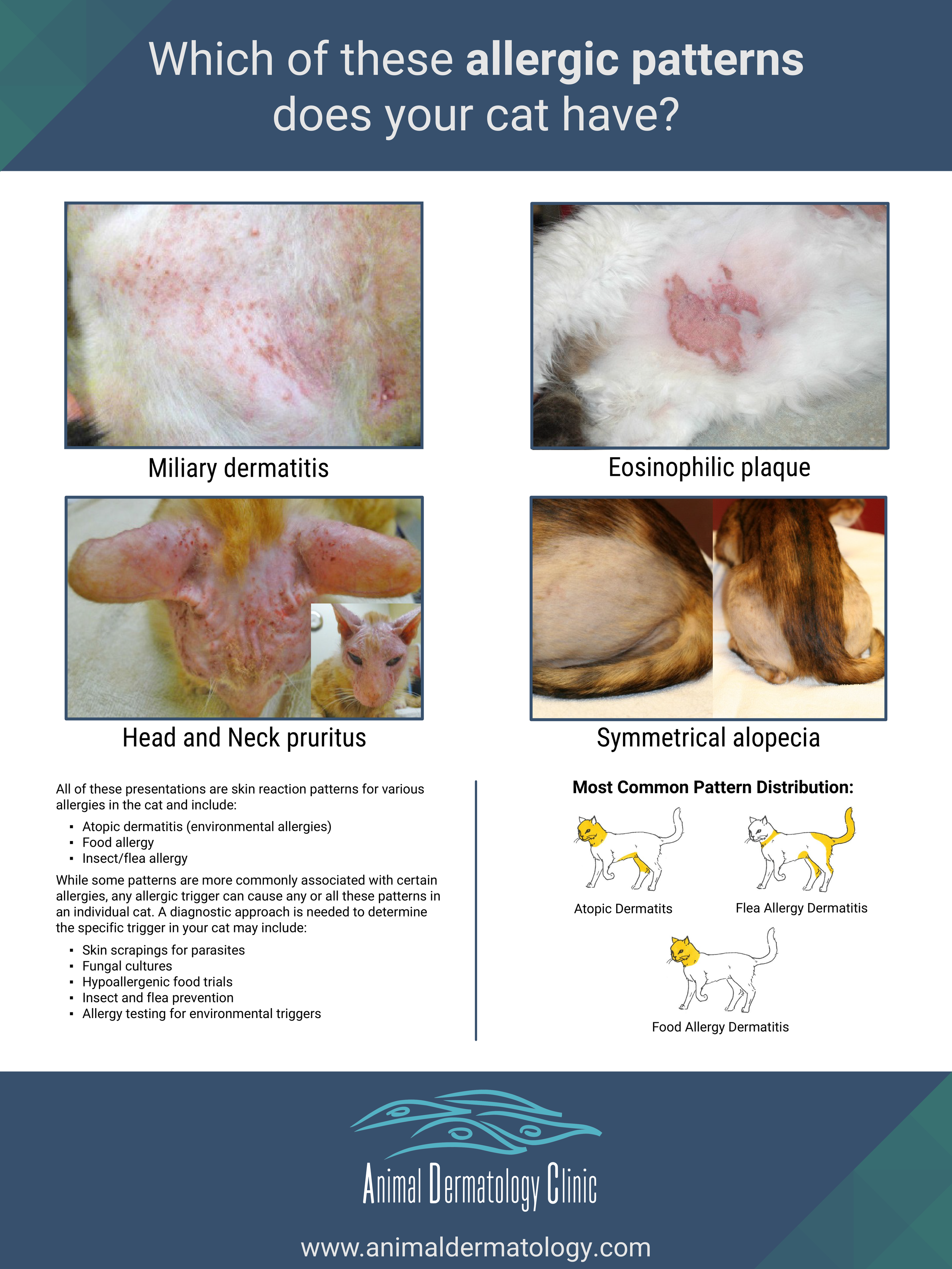 Cat Allergy Poster (Version 1)