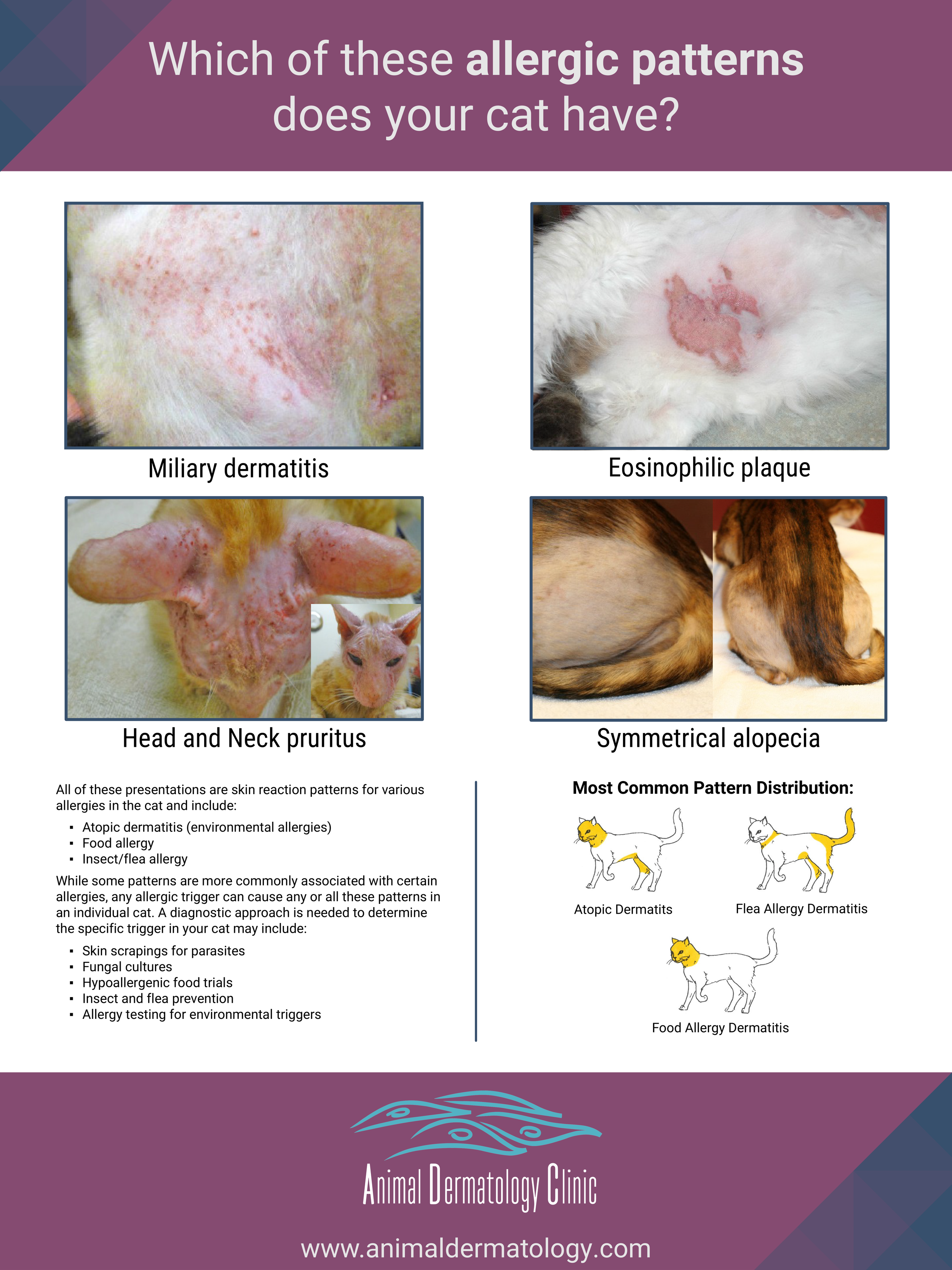 Cat Allergy Poster (Version 4)