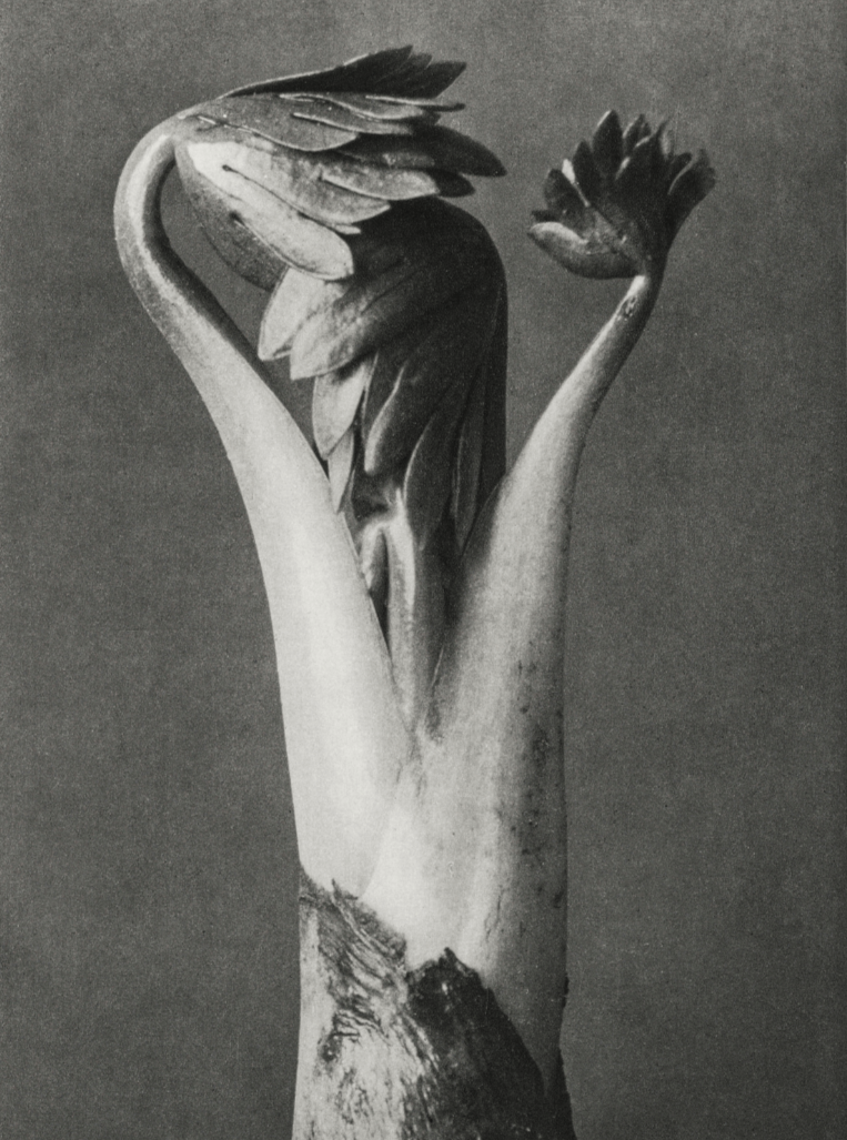 Black and white photograph of a sculpture resembling a bird, with features resembling a crane or heron, with a beak, elongated neck, and stylized feathers.