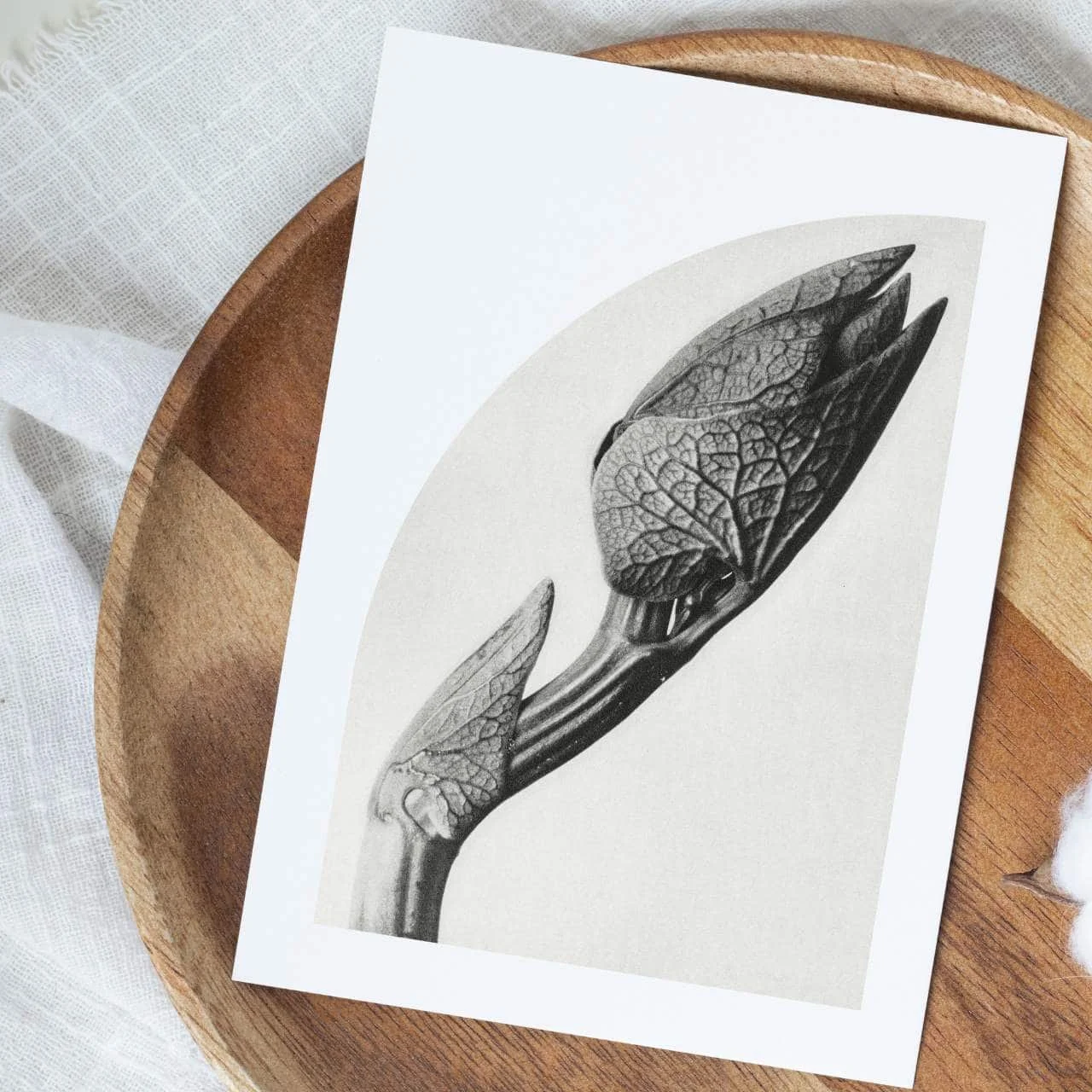 nu-collective-anthropomorphic-collection-bird-wood-greeting-card.jpg