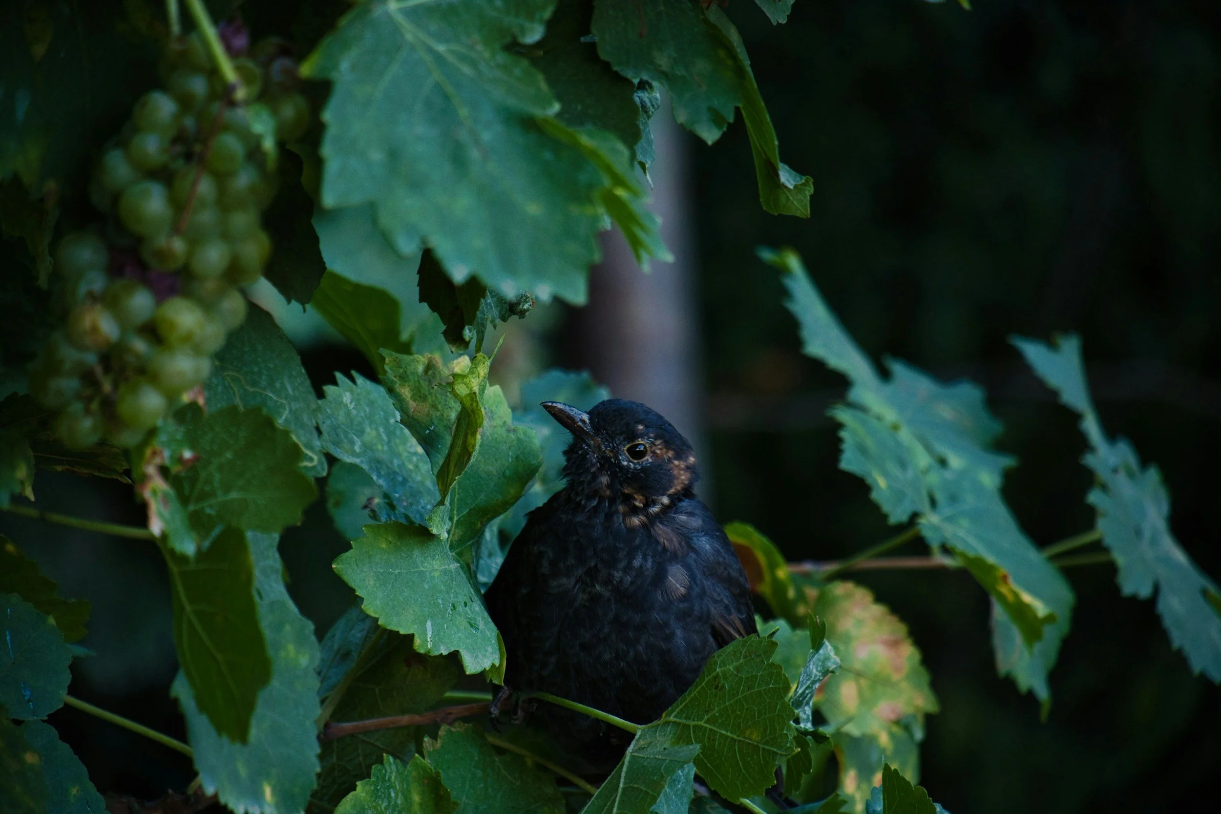 Highlighting Maison Noir Wines. 