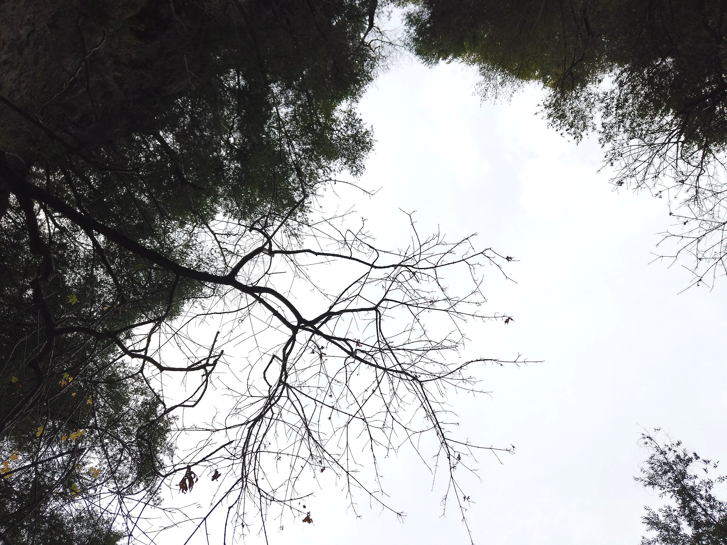 dji_mimo_20241226_121956_739_1743377406461_photo+2.png