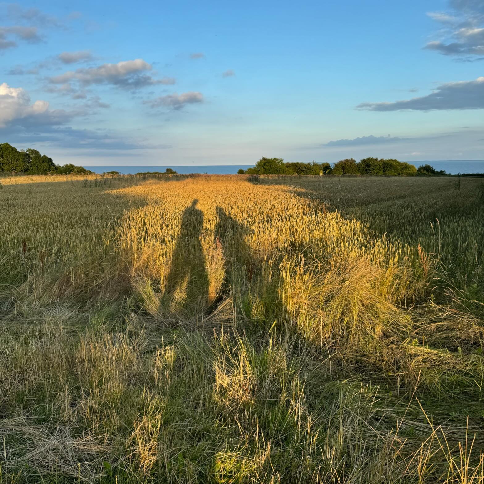 Danish summer ☘️💚🙏🌤🌞🌿