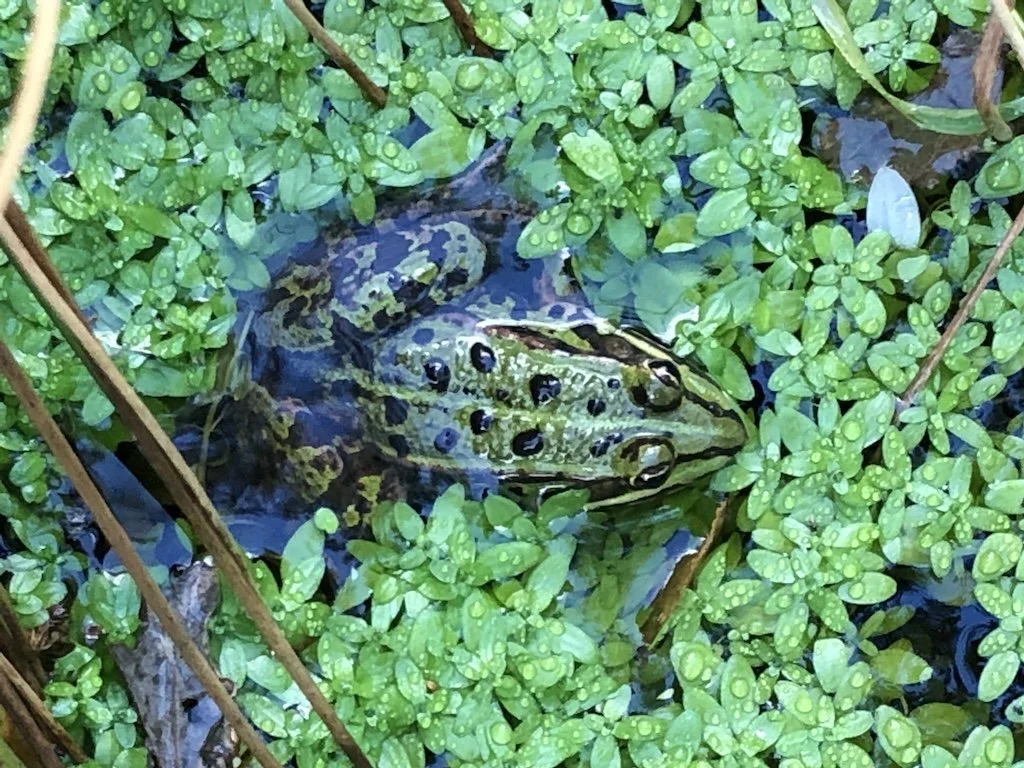 Nyt naturplejeprojekt på Strandegård og Feddet