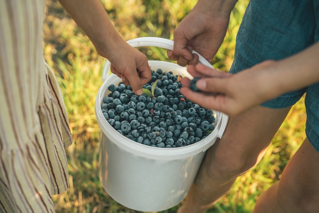 Sjællands største økologiske blåbær plantage