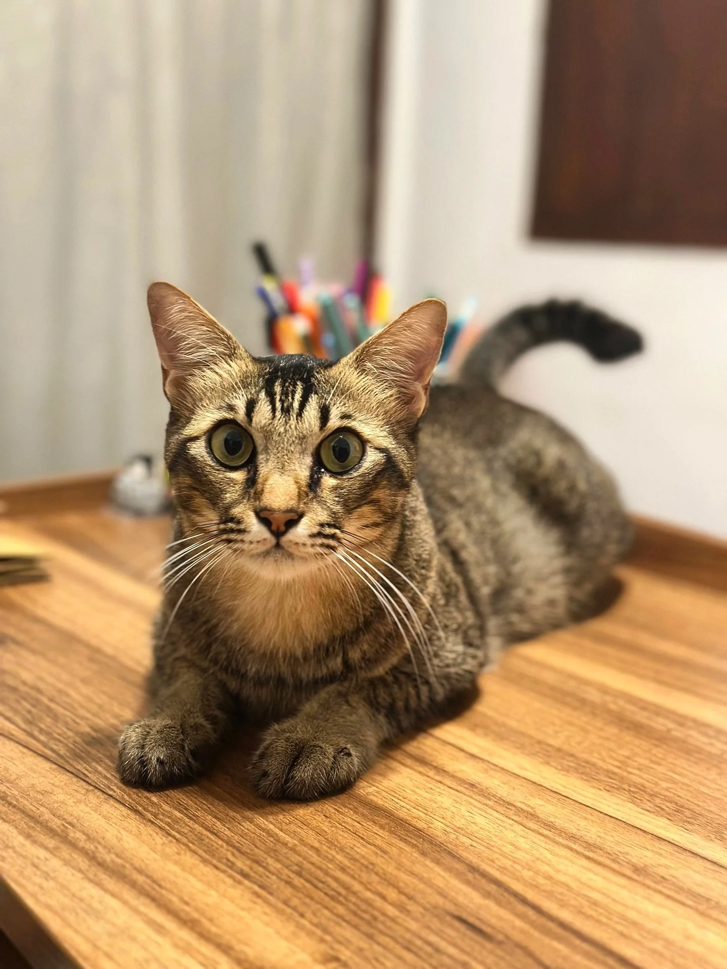 When you try to look serious but end up looking extra cute 😼✨

#CatMood #SeriousButCute #MeowLife #petsitter #petsitterslife❤️ #catlover #catlife #petlovers #petportrait
