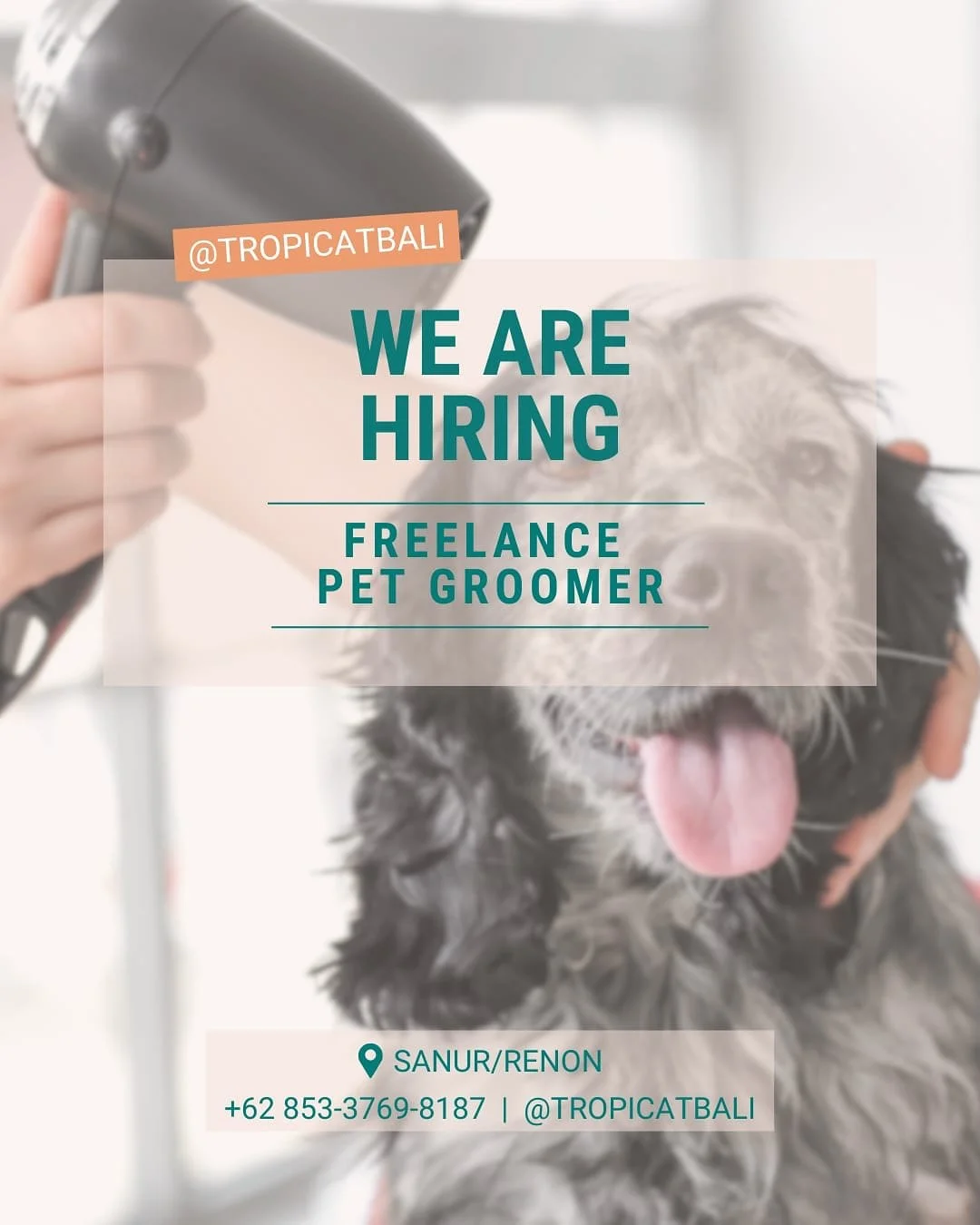 We&rsquo;re hiring freelance pet groomers 🚿🐾
Let&rsquo;s join our team ⬇️
Send your resume to our Whatsapp ‪+62&nbsp;853‑3769‑8187‬

#jobbali #grooming #groomersofinstagram #jobinbali #joinourteam #petcare #doggroom