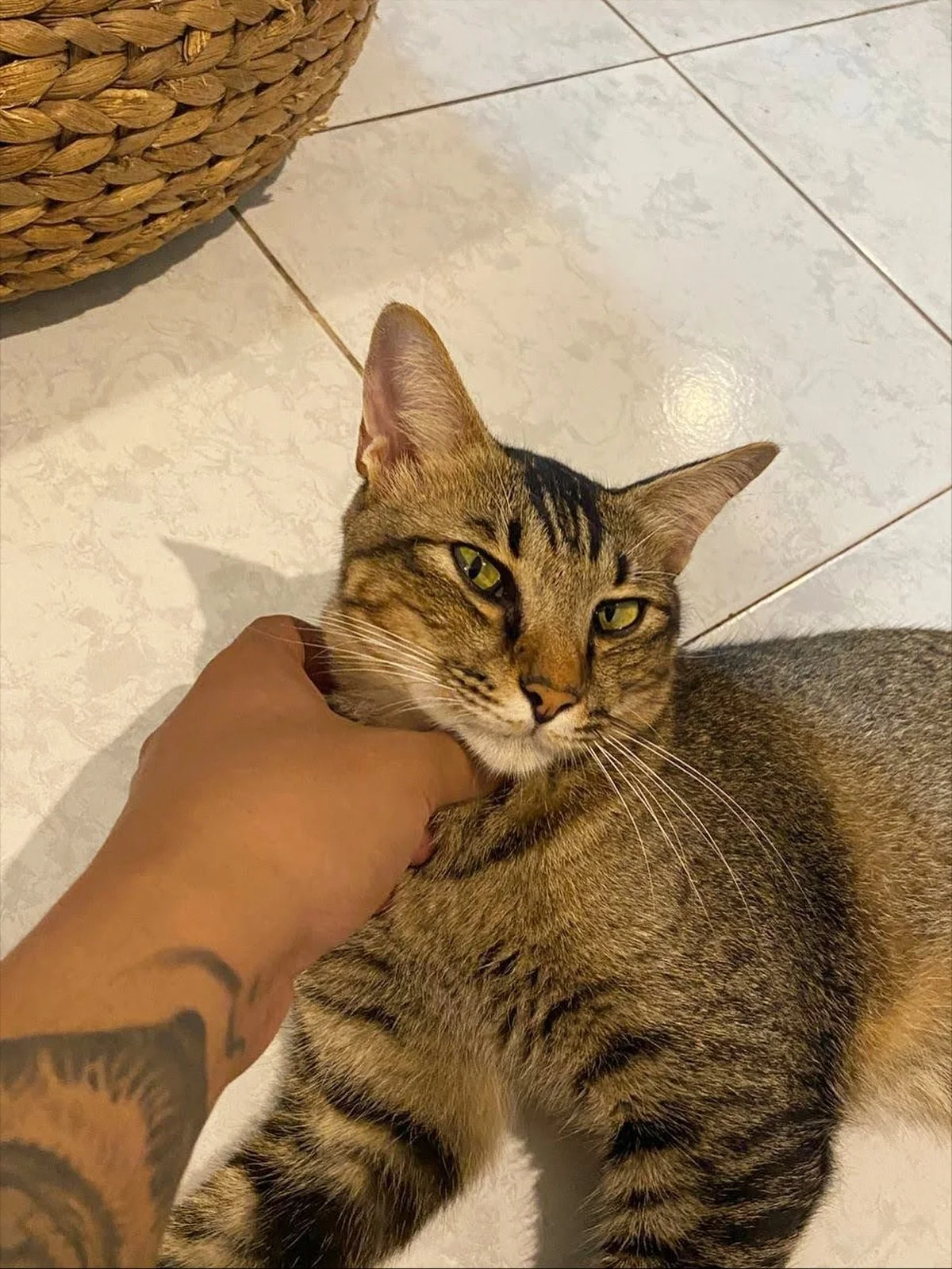 Look at me&hellip;&hellip;
Your hand? 
They belong here, on me, yesss pet me nowwww🐱🐾🌻

#pet #petcare #catsitting #petsitting #housesitting #cat #cute #petsagram #petlife #catselfie