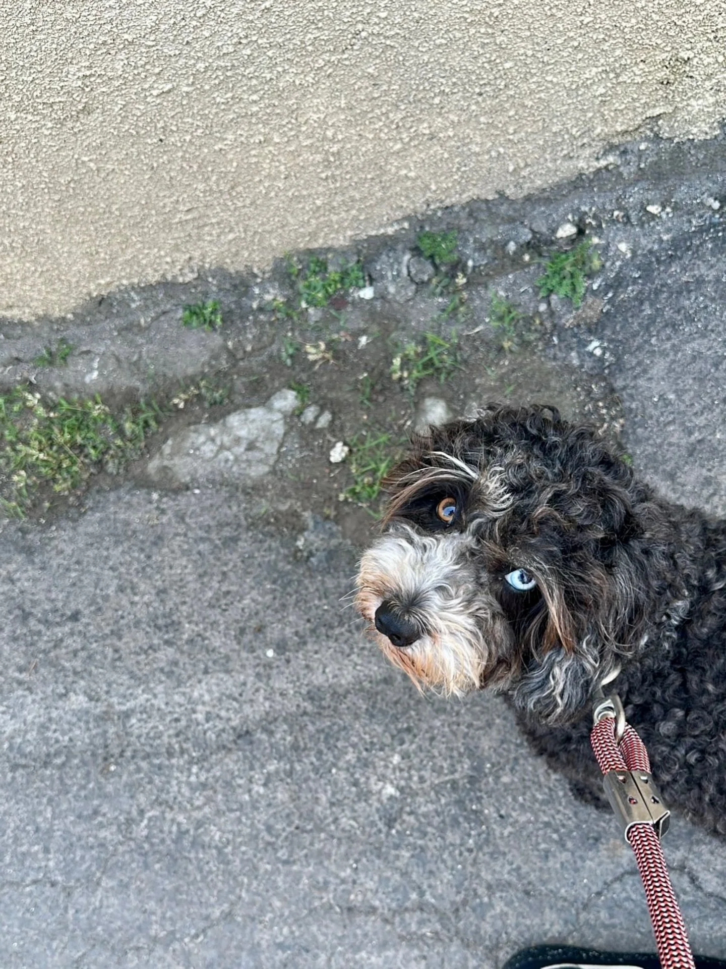 What do you mean you didn&rsquo;t bring treats?

#dogwalking #treat #petservices #dog #petcare