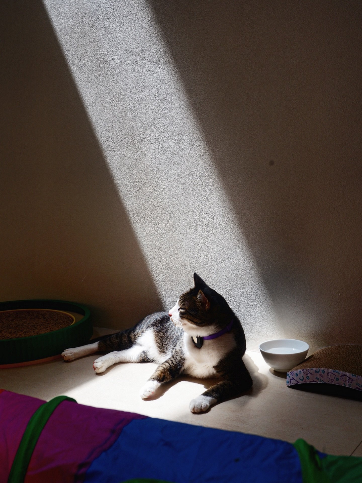 Everyone says the sun boosts your energy&hellip; meanwhile I&rsquo;m over here getting sleepier by the minute 😪😴💤

#sun #sleeping #petservice #petsitting #catsleeping