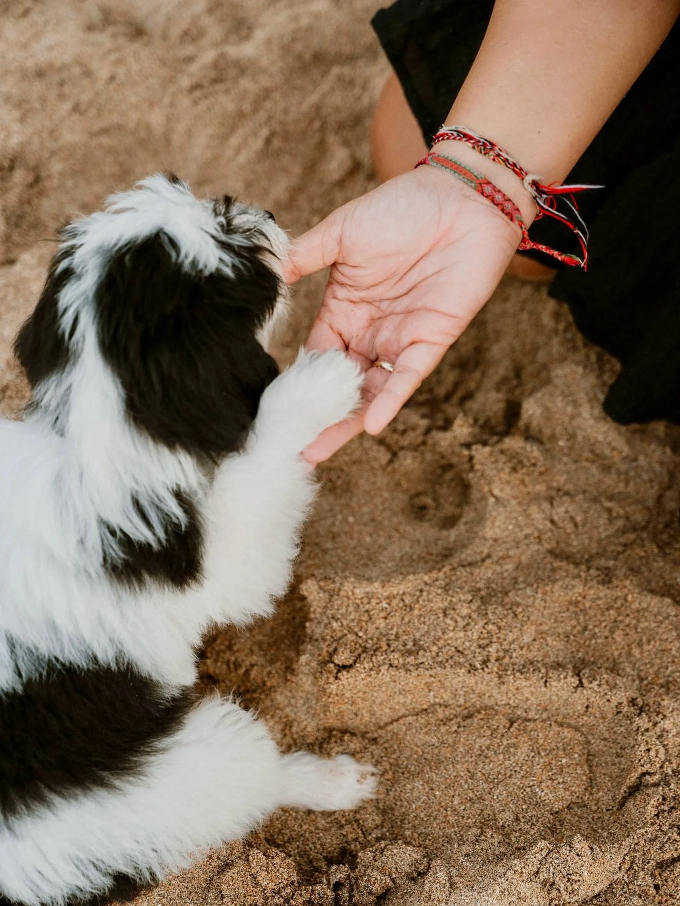 Every walk includes with basic training to build discipline, boost calmness, and turn every outing into a fun, engaging experience, and helping your furry friend grow with confidence while enjoying every step of the journey 🦮🐾🤩

#dogtrainer #dogwa
