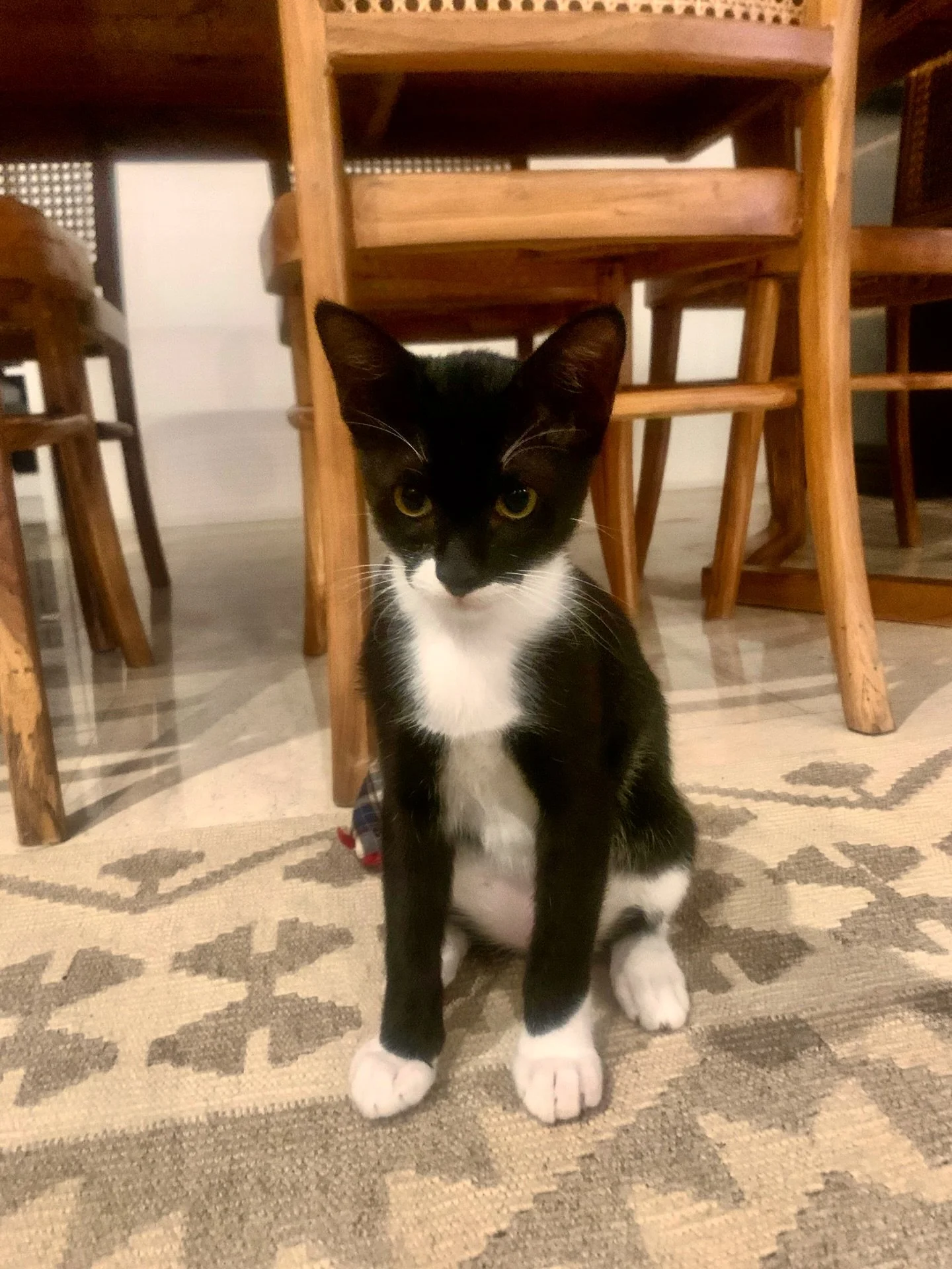 I&rsquo;m in my grumpy era, so there&rsquo;s no room for negotiation, unless you&rsquo;re offering unlimited treats.🍪😤✨

#grumpy #petsittinglife🐾 #catsitter #funny #petservices