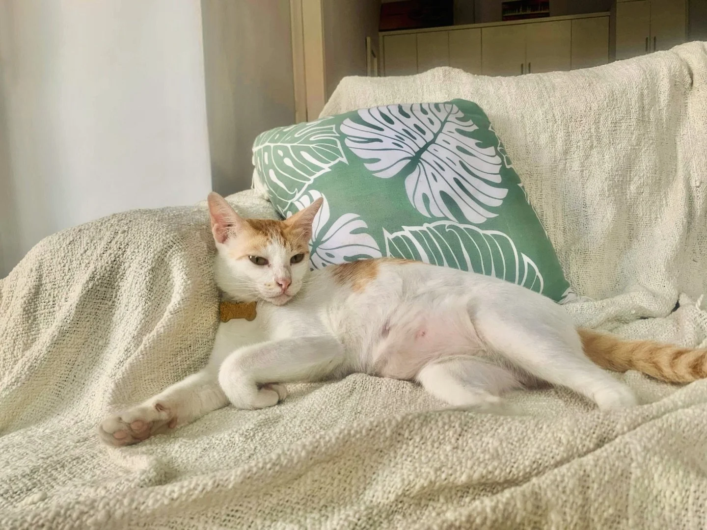 Today&rsquo;s agenda: me time. No disturbances, please🐾💤

#pets #petservices #petsittingservices #petlovers #petcare