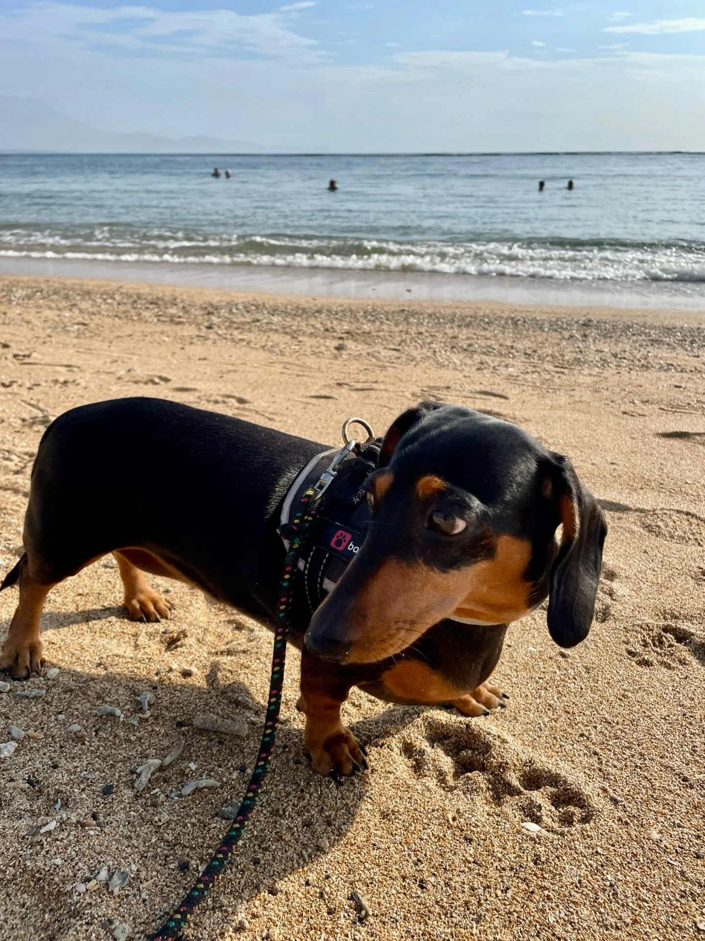 It&rsquo;s the first Monday of 2026&hellip; but I&rsquo;m still feeling the New Year holiday vibes 🏝️🎉

#newyear #holiday #happypet #petservice #petcare