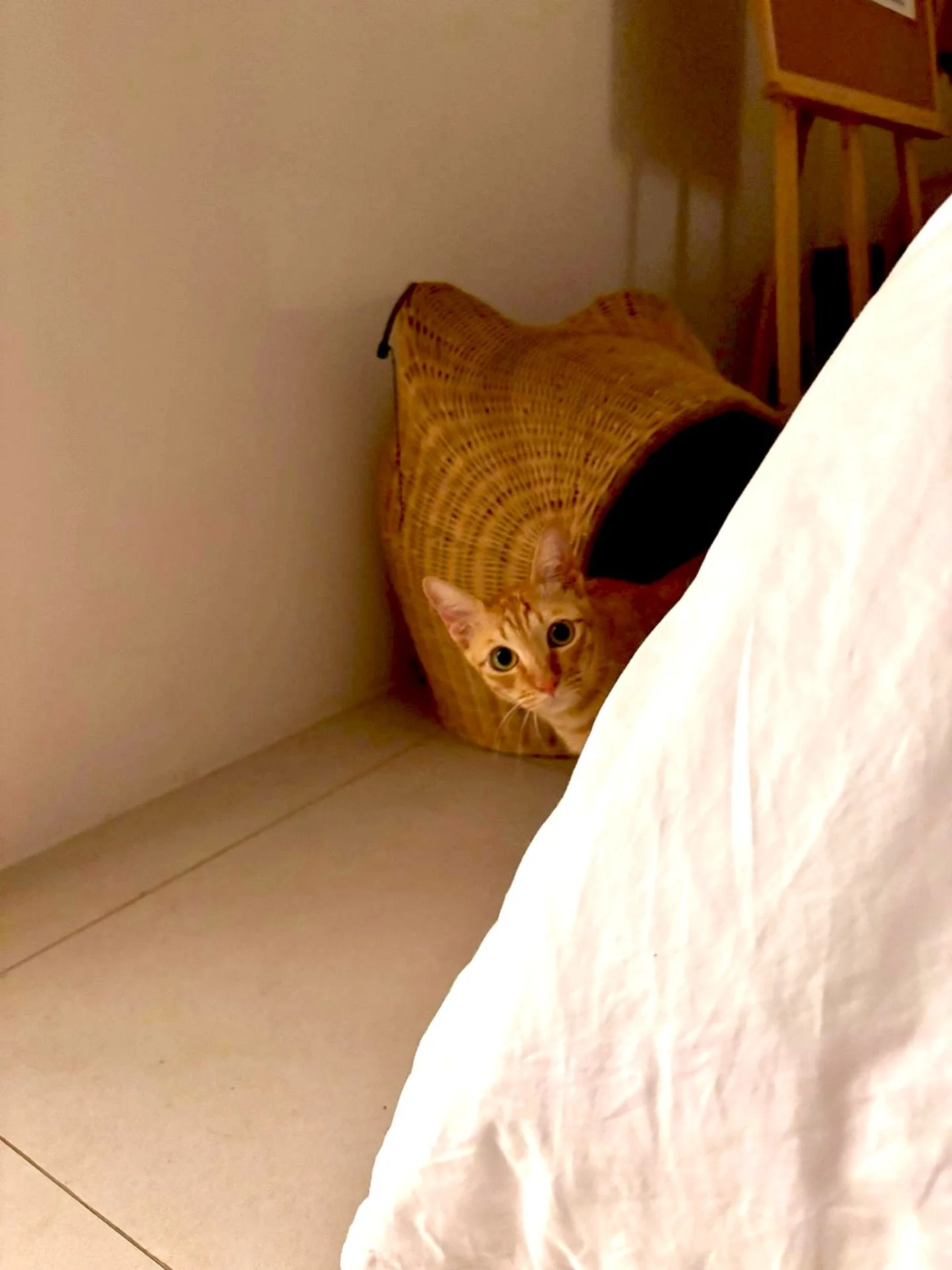 That moment when mom calls your name and you start replaying every mistake you&rsquo;ve ever made 🫨😸

#petcare #petsagram #petservices #petsitting #housesitting