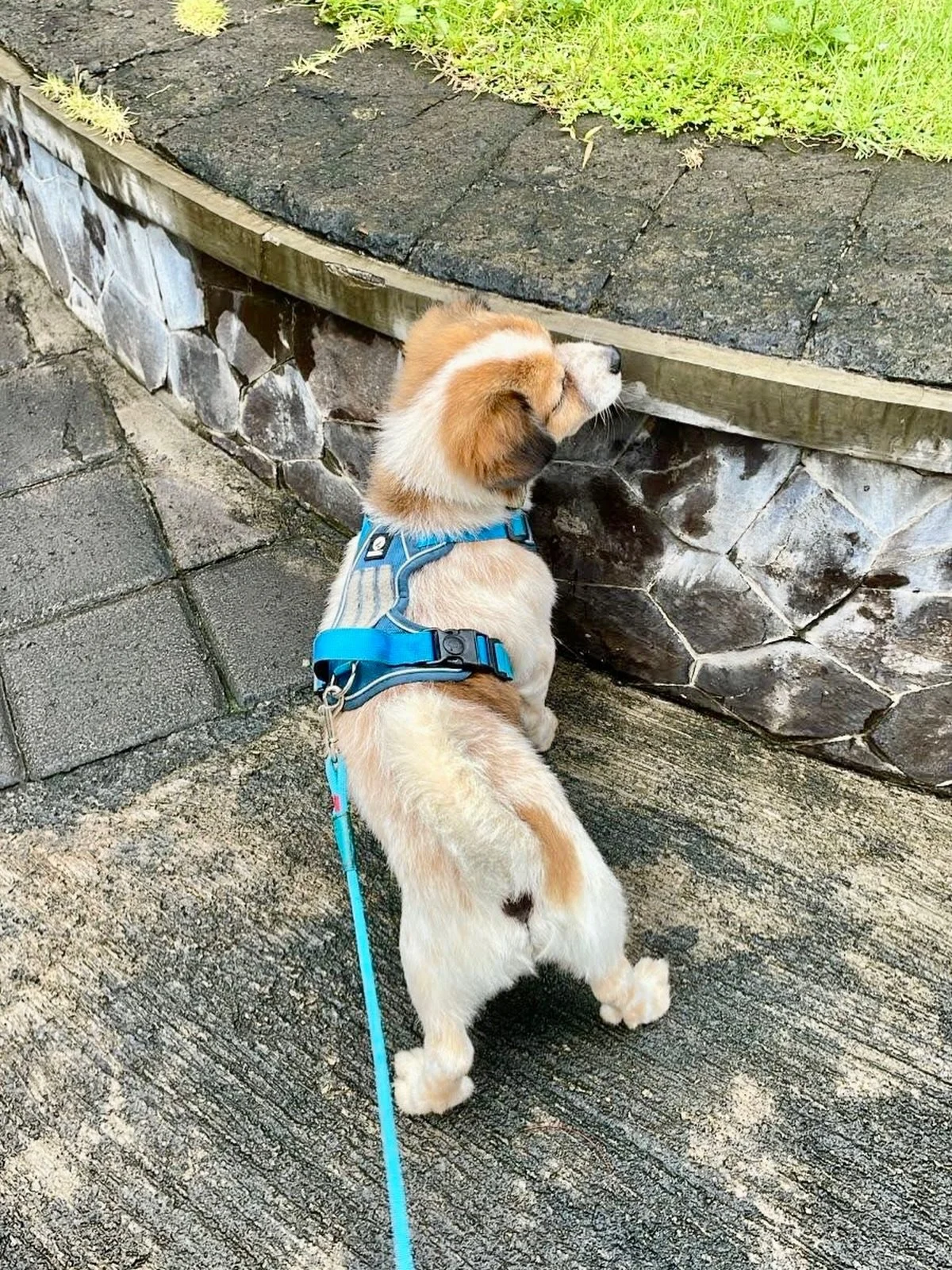 POV: You&rsquo;re trying to stay focused on your walk&hellip;
Then you smell something very familiar.
Pause. Sniff. Think.
Oh.
It&rsquo;s my own pee. 🚶&zwj;♂️🐶💀

#dogwalking #petservices #balipetcare #sanur #happywalking