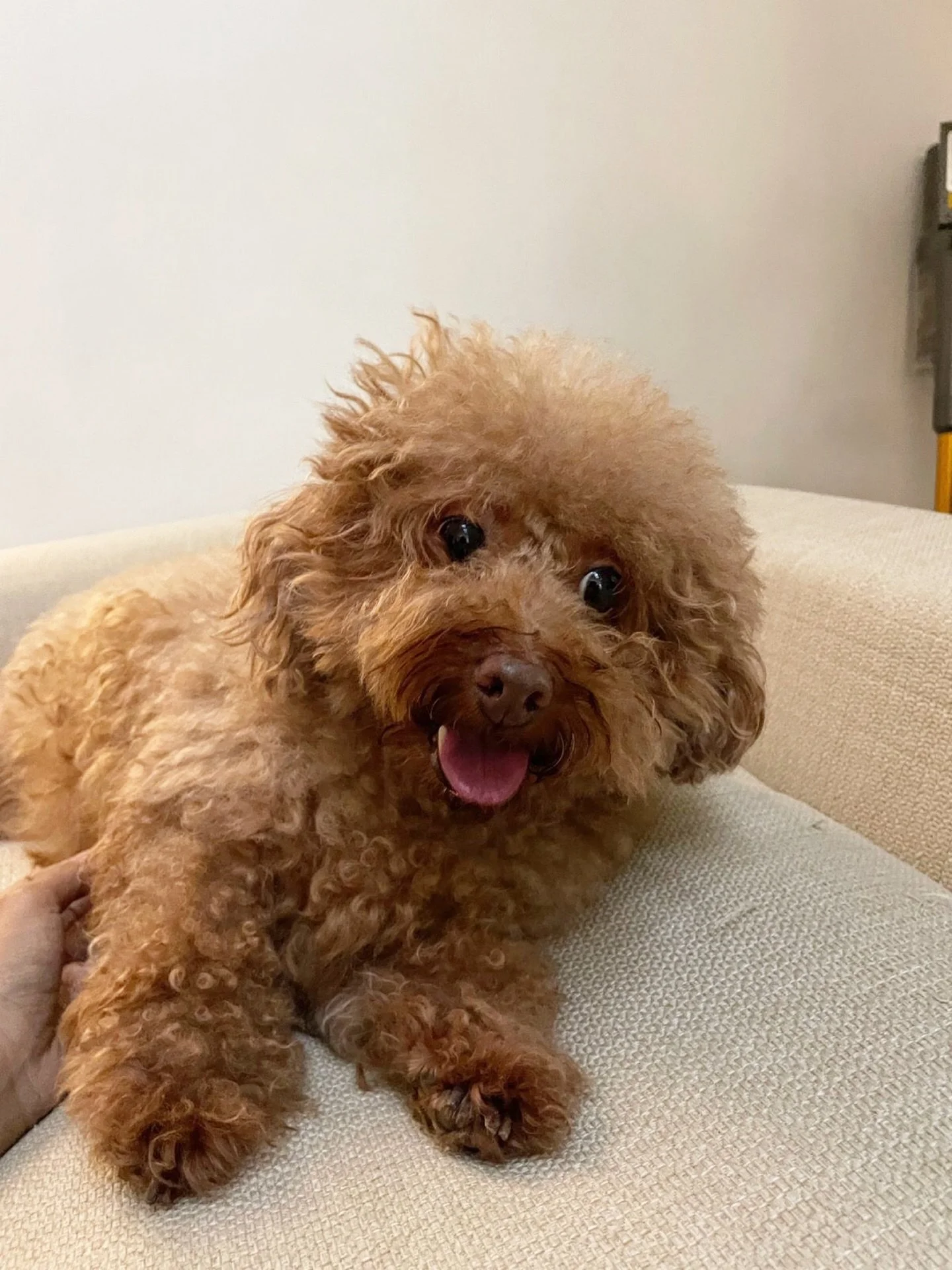 POV: Mom&rsquo;s telling her whole day story&hellip; and somehow you weren&rsquo;t in it at all 👀🐾

Excuse me?? No mention of me being adorable? No credit for emotional support??
I demand a retelling&mdash;with more me in it. 😤✨

#petsitting #pets