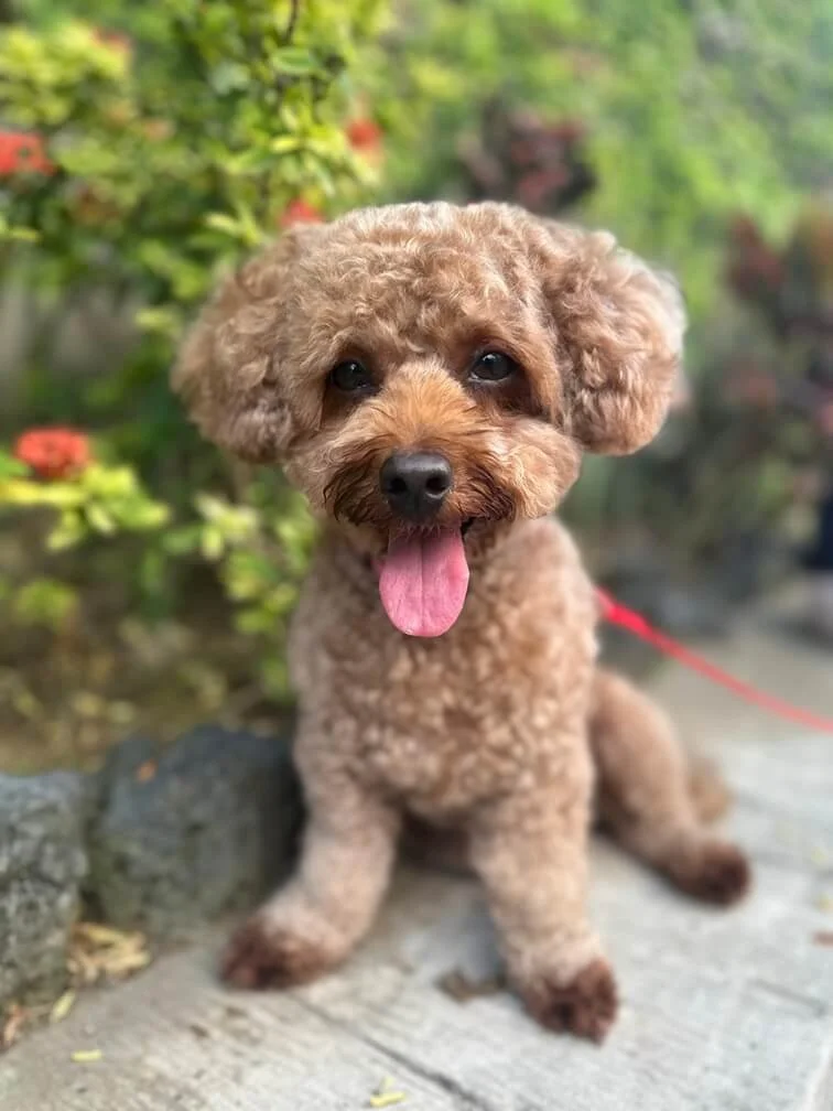 poodle-on-dog-walk-bali.jpg