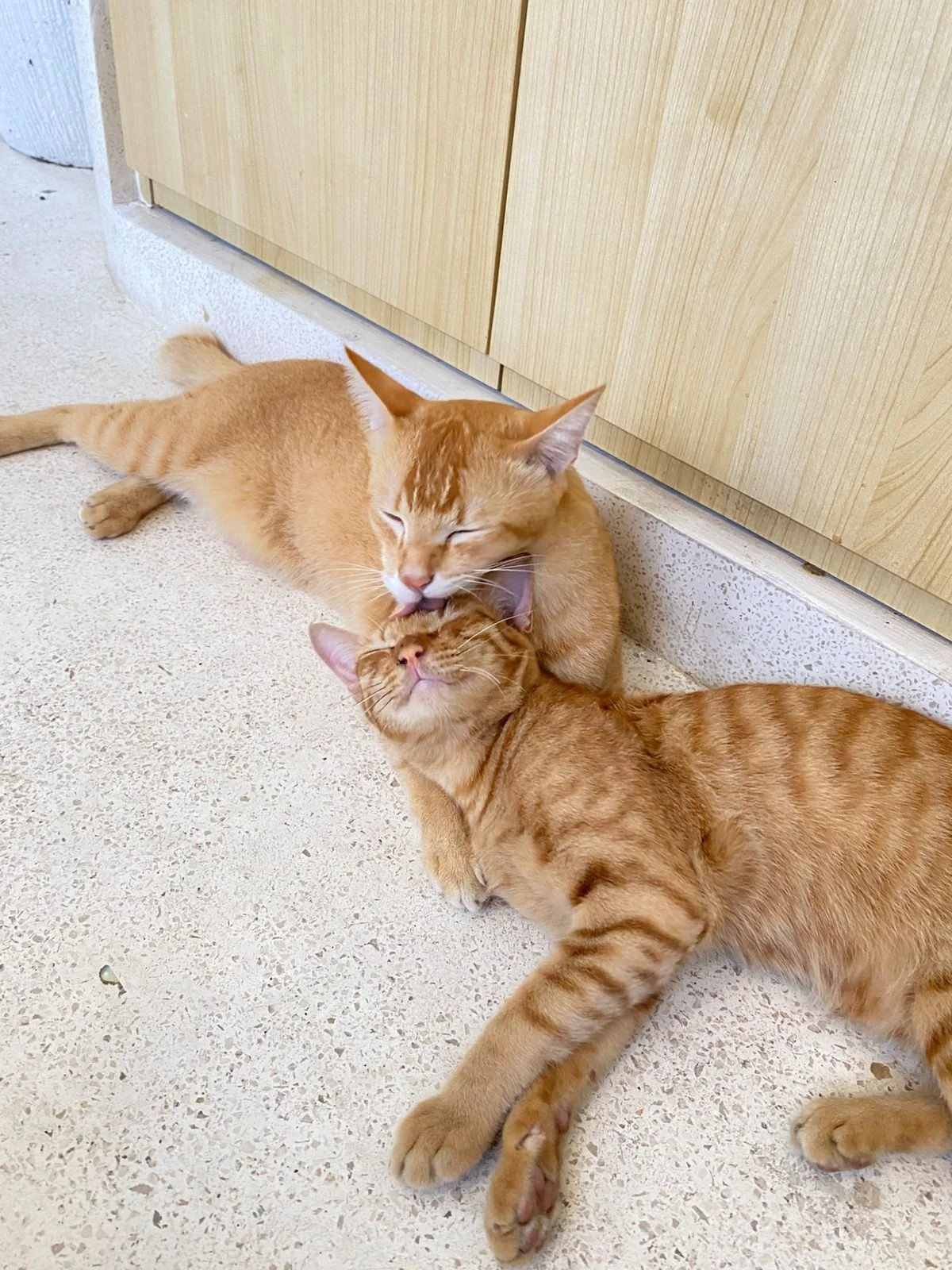 ginger-cats-during-pet-sit.jpg
