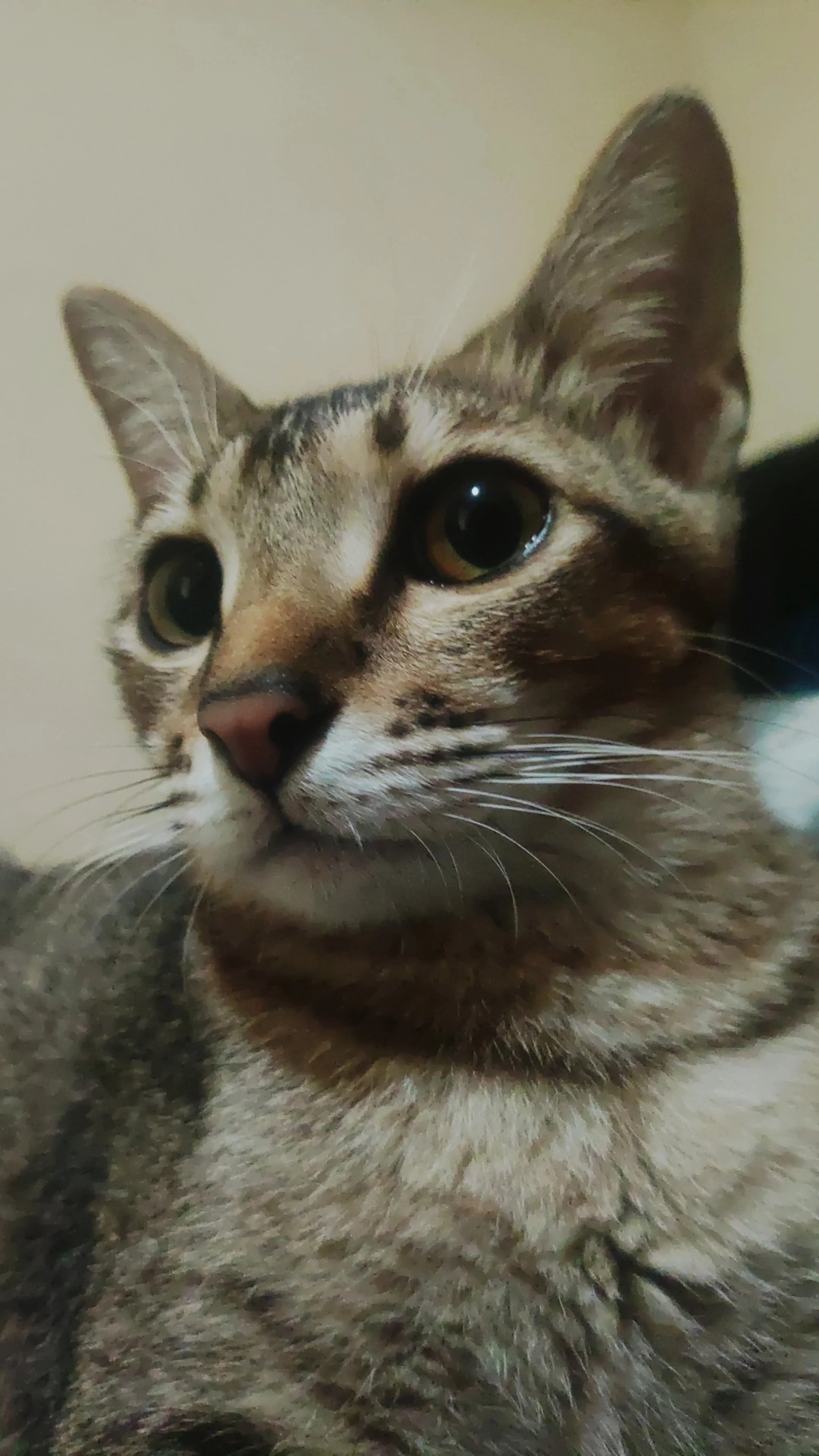 minnie_cat_sitting.jpg