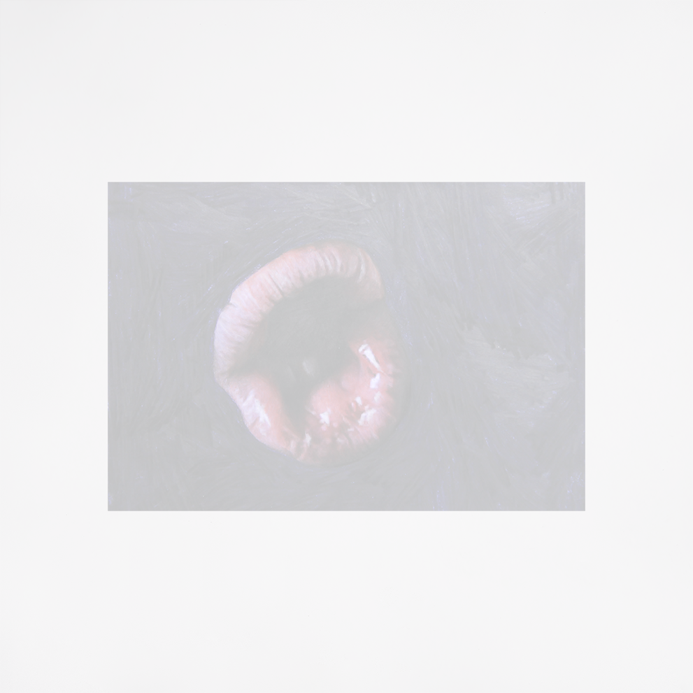 Natasha Rees, (⚫️ Busted lips), 2025