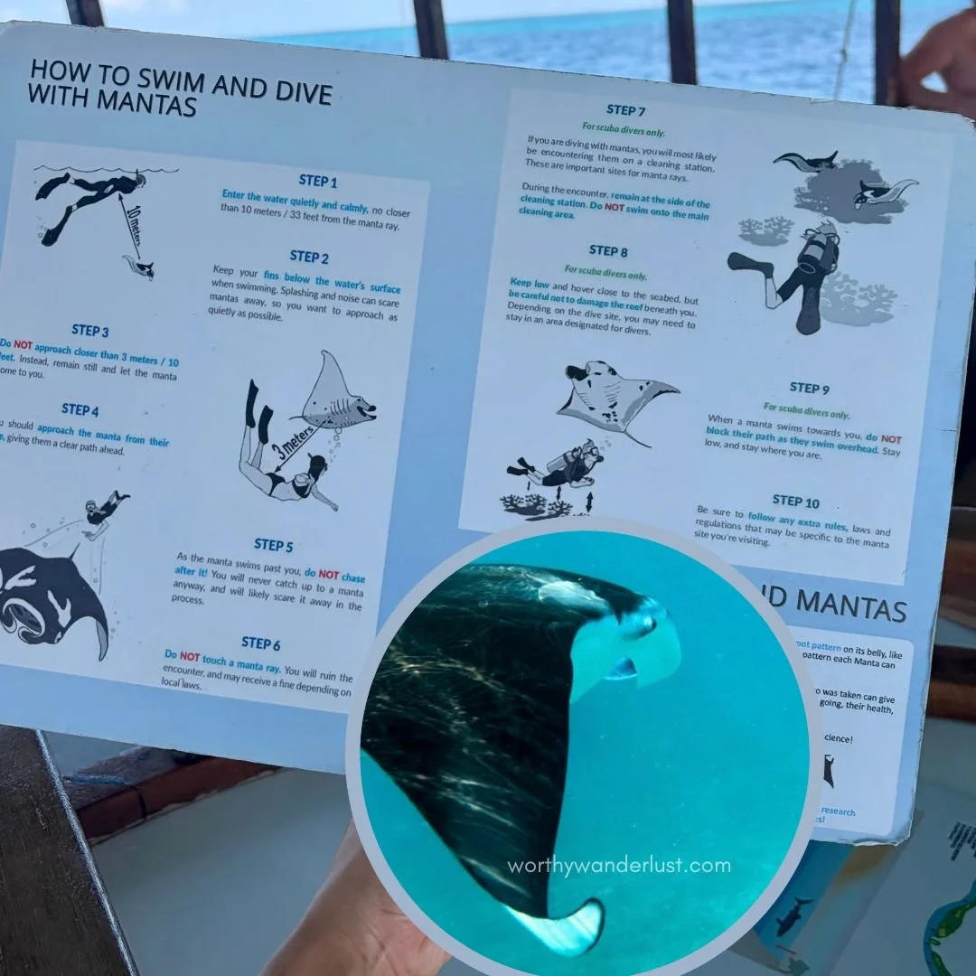 Board on How to swim and dive with Mantas, with a manta ray in the foreground.