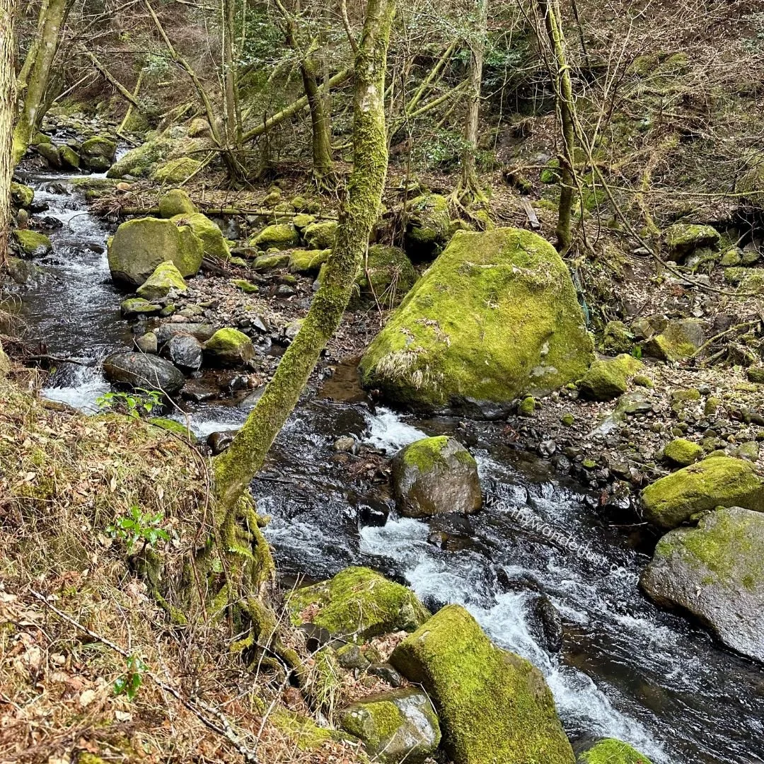River stream with moss covered rocks and trees in Kurokawa ONsen