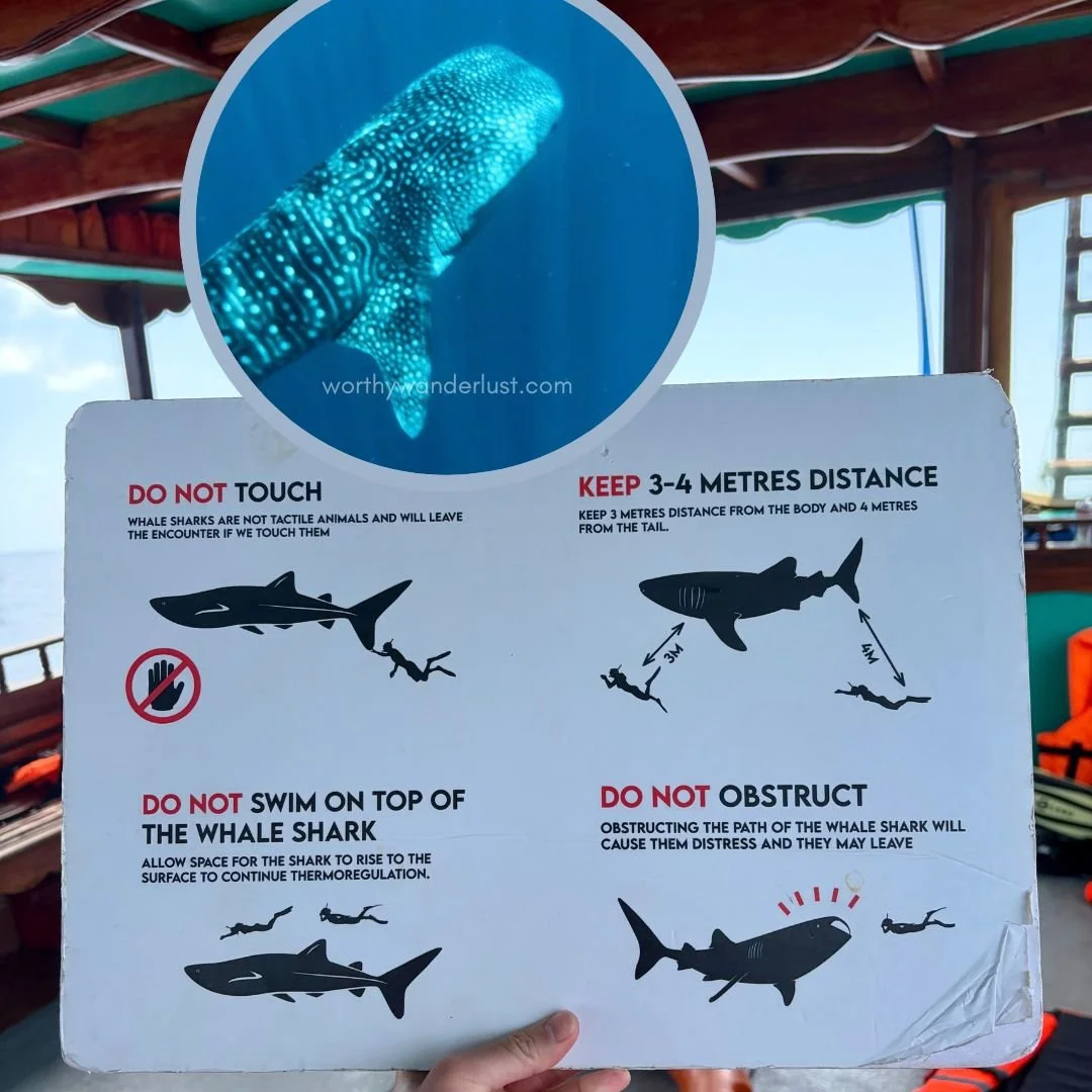 Board on ethical whale shark encounters, with a picture of a whale shark at the top