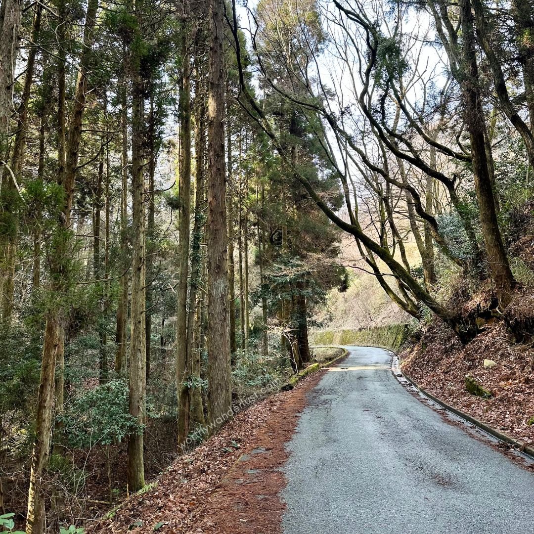 Tall trees lining a road in Kurokawa Onsen