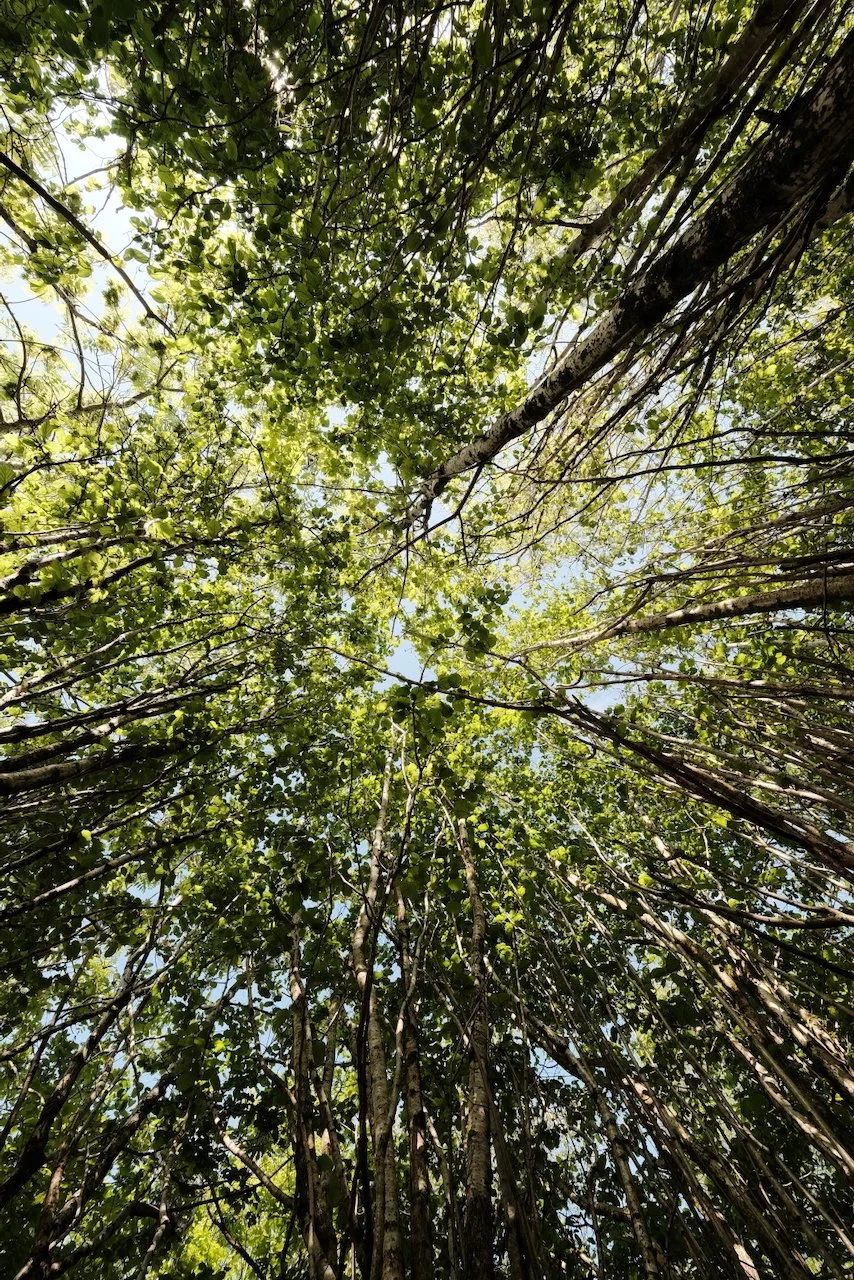 Creating Images for Moor Trees