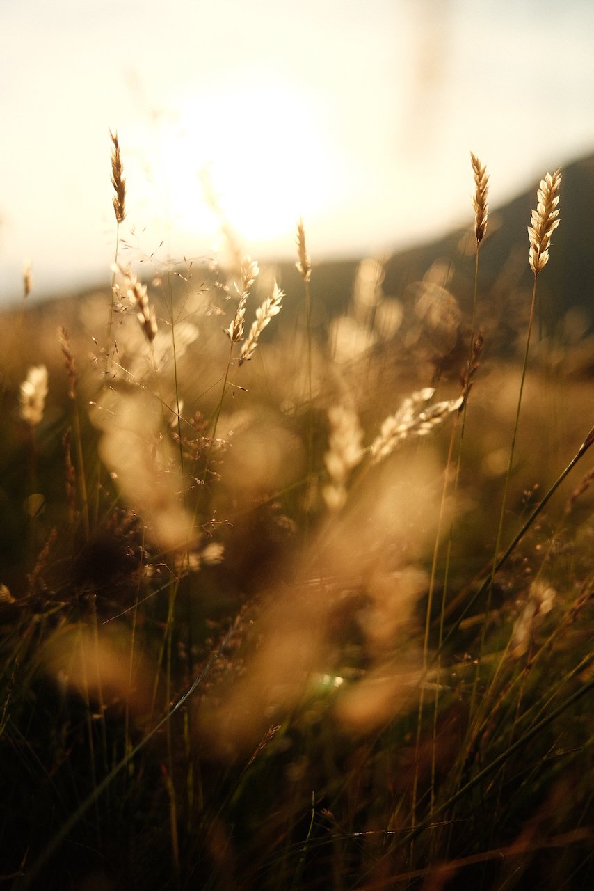 Grasses lit in the sunset, Lake District National Park