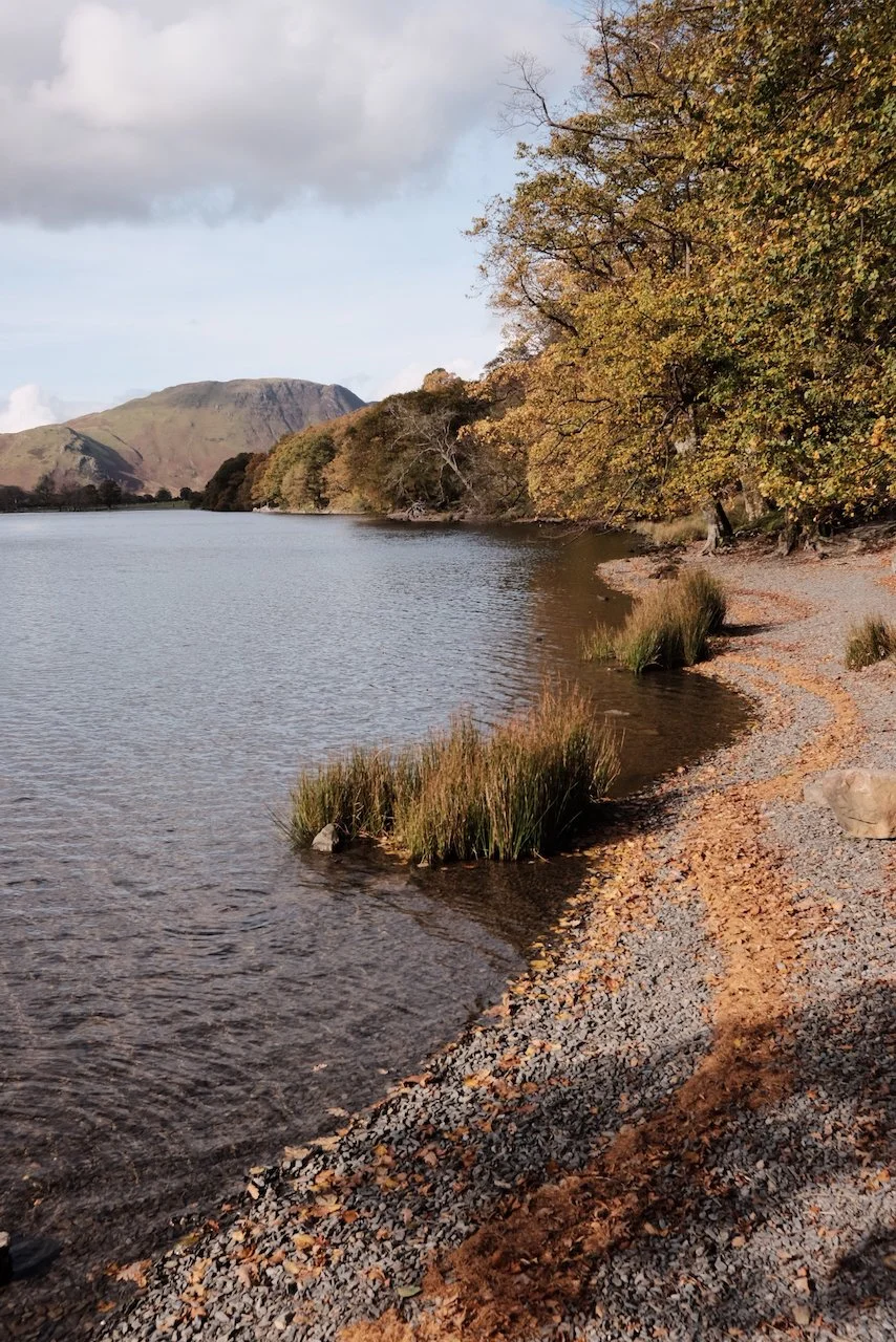 Stony beach with autumnal leaves lining the shore, pine trees and mountains above the lake at Buttermere, Lake District National Park
