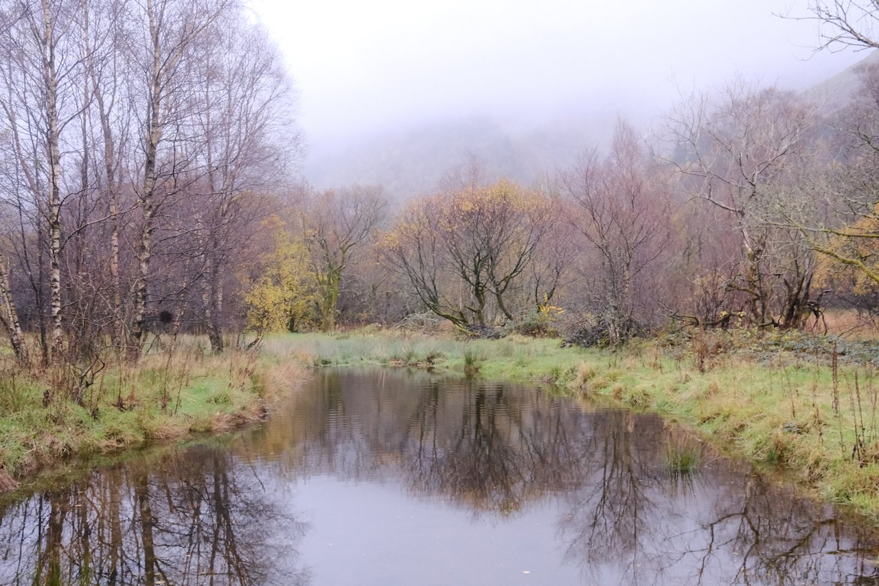 Softly lit autumnal birch woodland reflecting in a pool, Thirlmere, Lake District National Park