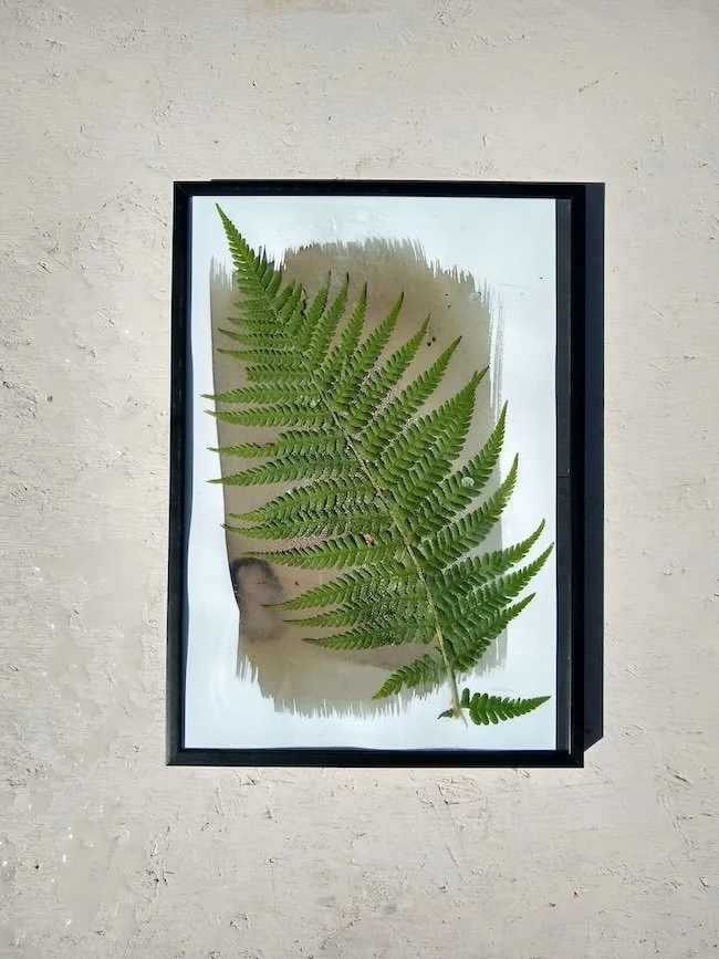 Stage Découvrez le photo Cyanotype a Bruxelles 