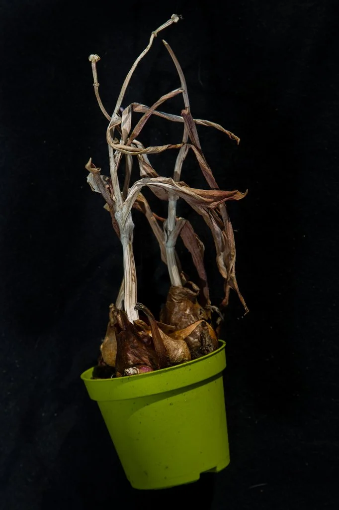 004Totems of Peace in the Wake of Terror160519A.JPG