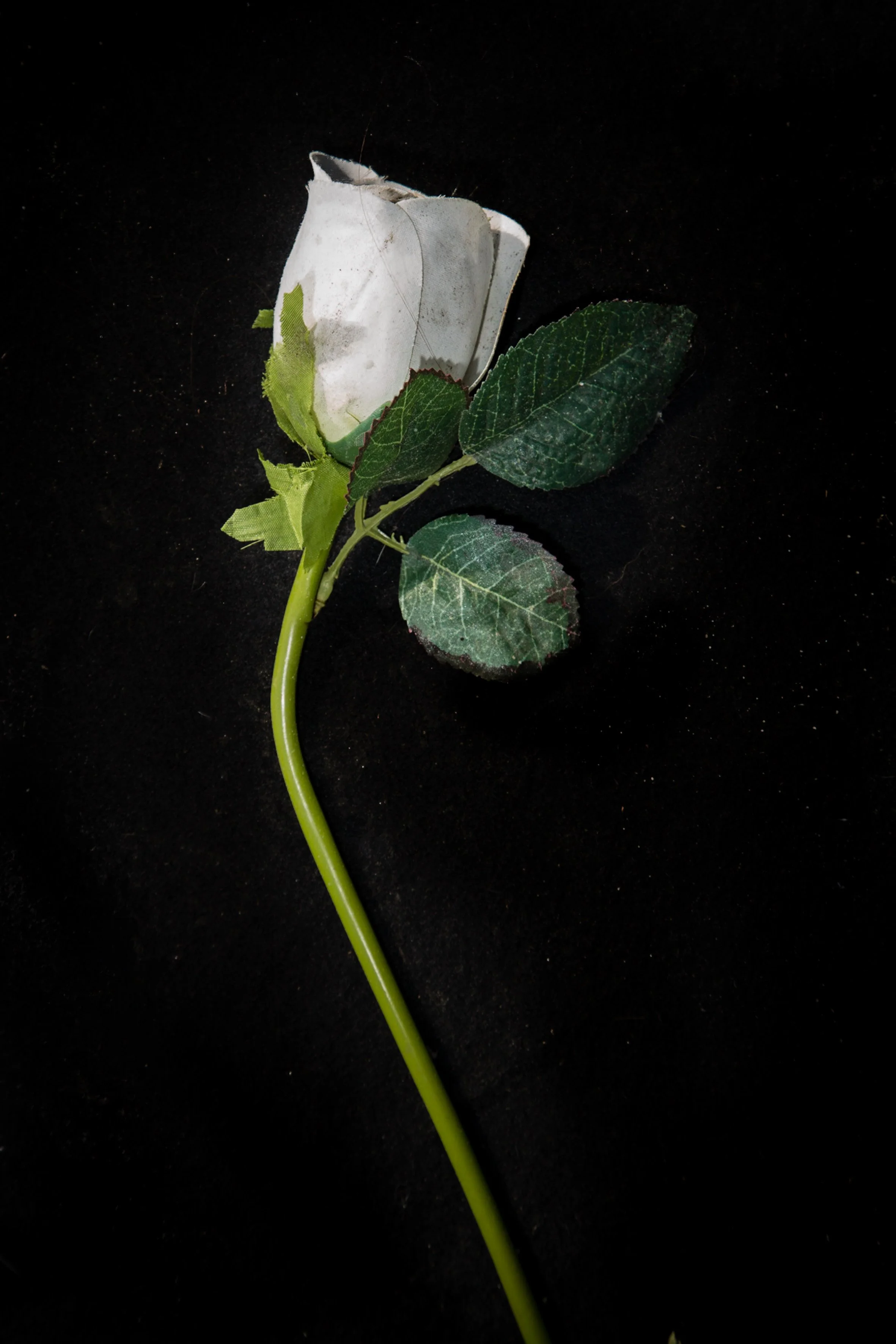 007Totems of Peace in the Wake of Terror160519.jpg