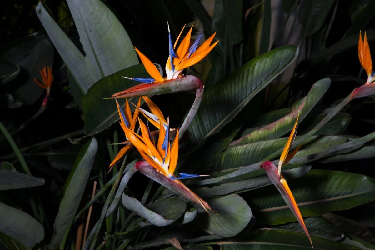 editorial photographer in Brussels, Belgium, Europe