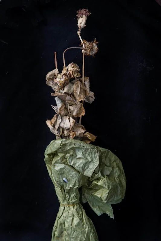 Visual story still of dry plants after terror attacks in Brussels by photographer Sander de Wilde