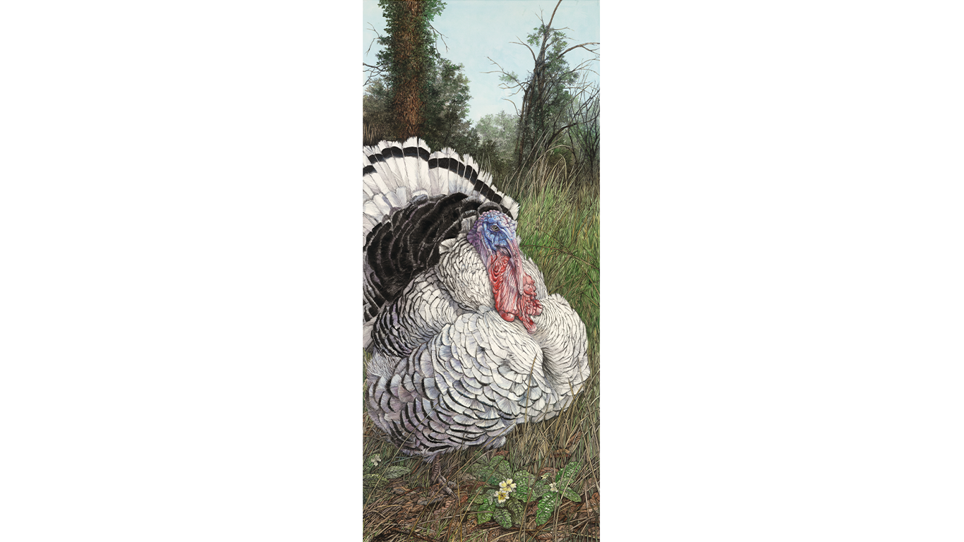 Bert the Crollwitzer Turkey