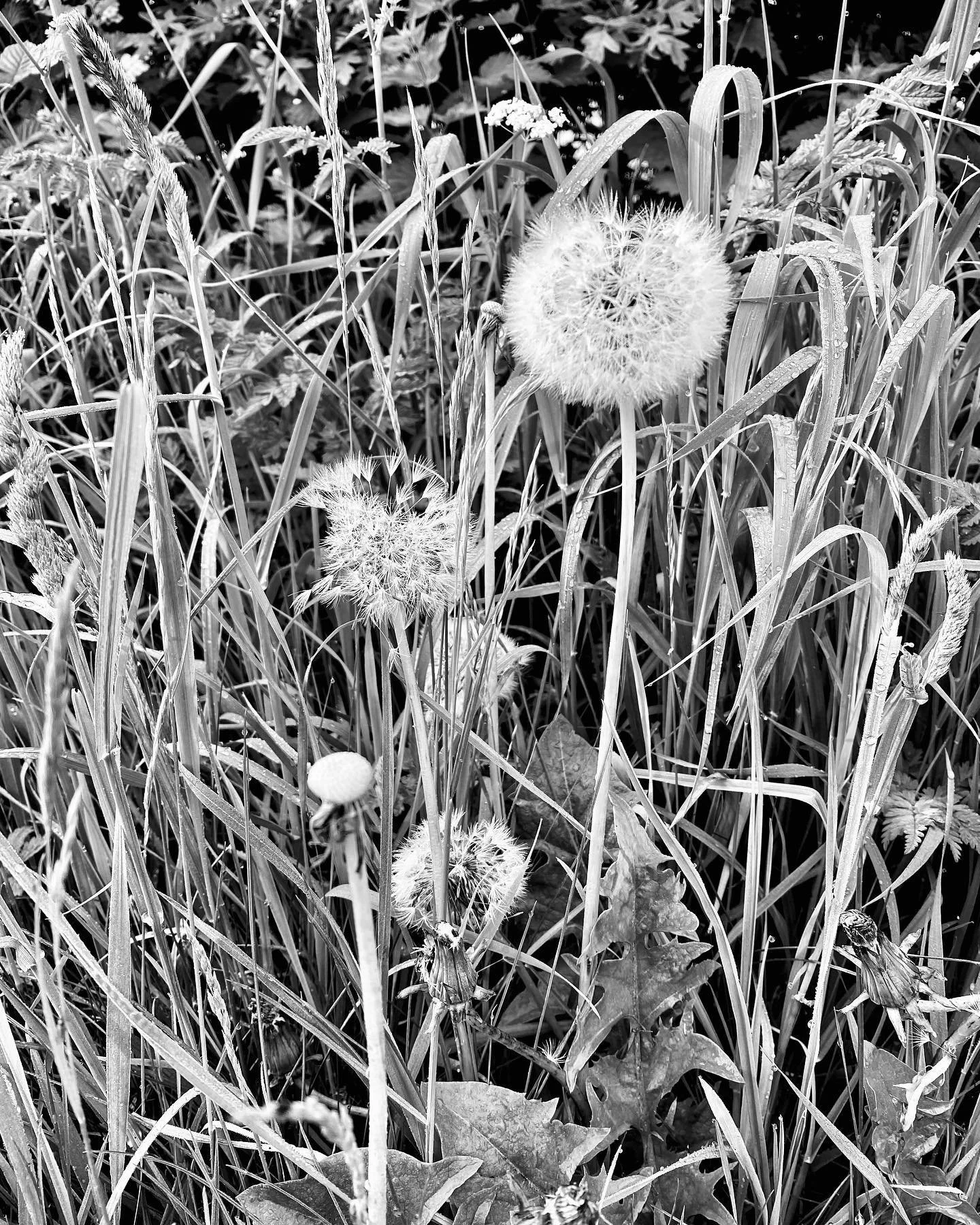 So many wildflowers this year