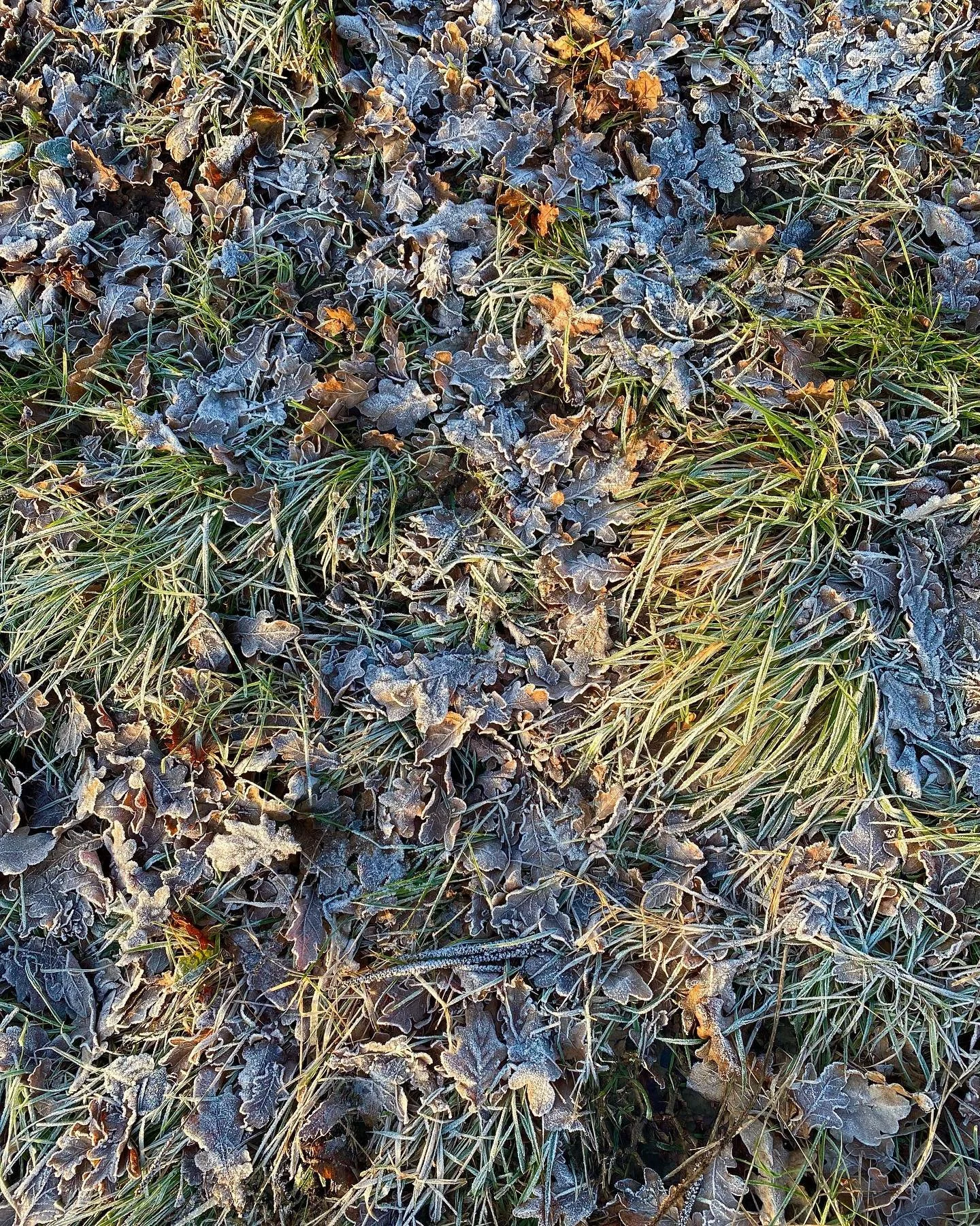 So frosty this morning ❄️❄️❄️