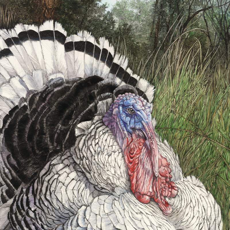 Bert the Crollwitzer Turkey Close Up.png