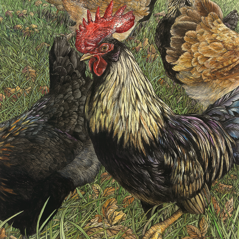 Nellie the Shepherds Hut with Chickens Close Up1.png