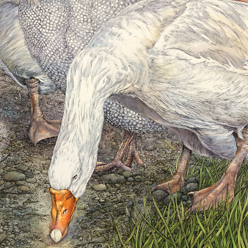 Eric the Goose & Friends Close Up1.png