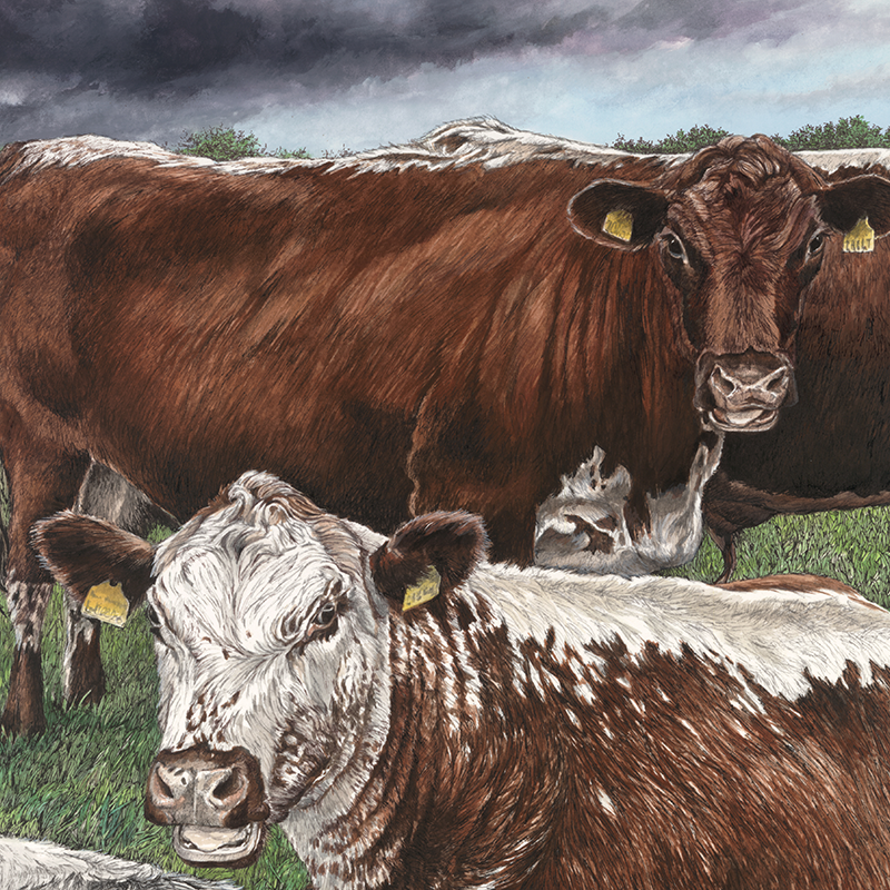 Sam the Albion Bull & Friends Close Up.png