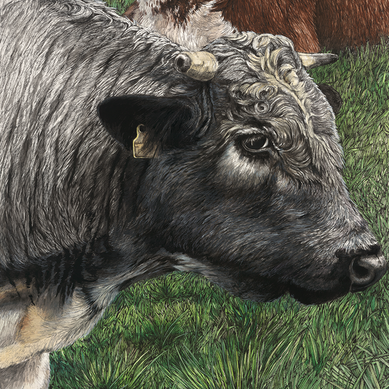 Sam the Albion Bull & Friends Close Up1.png